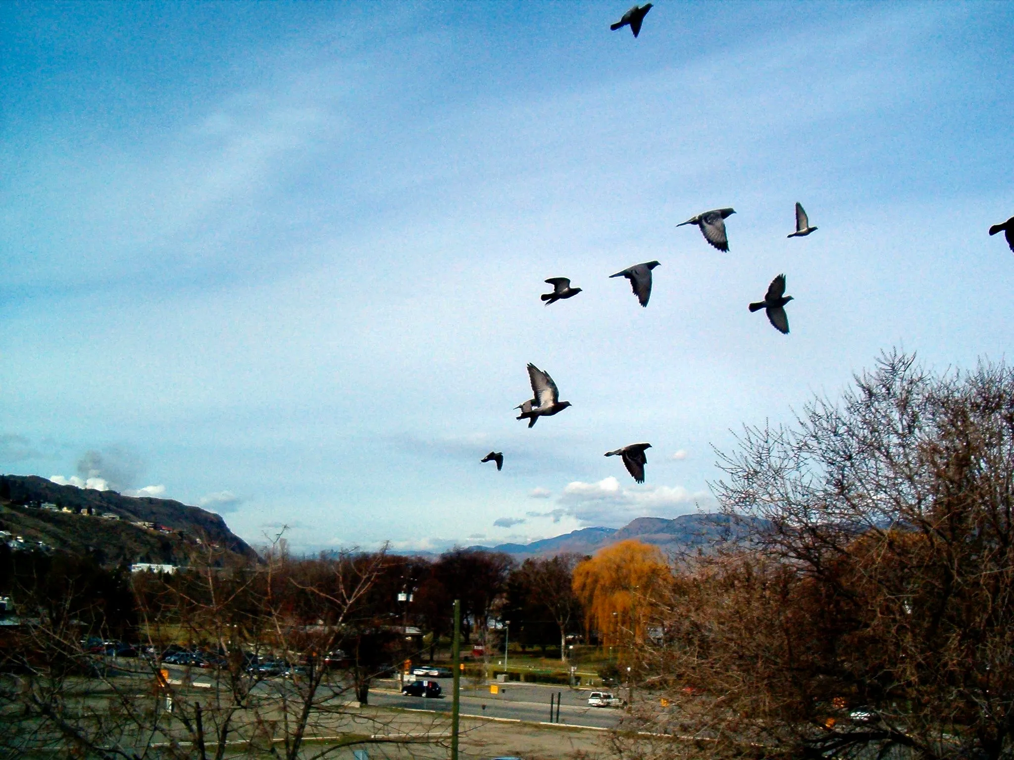 Several birds fly across a blue sky over a tree-lined street.