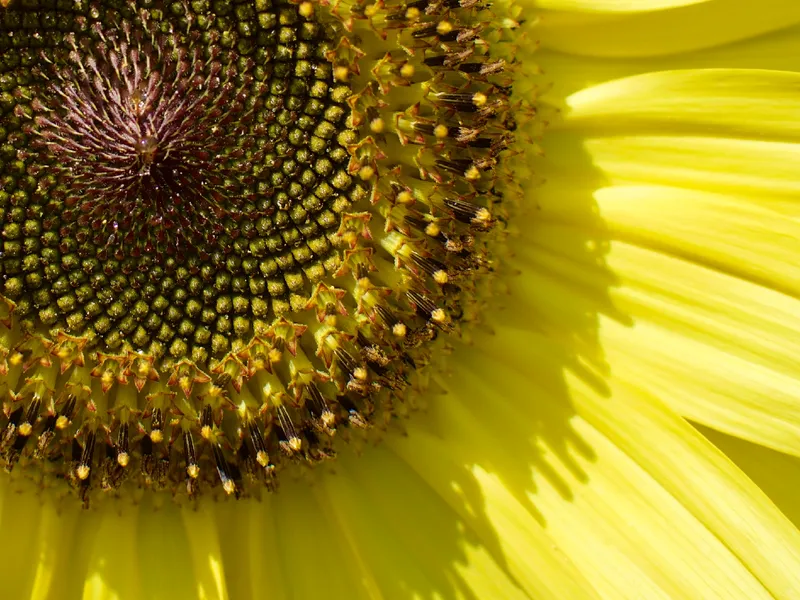 A close-up photo of a sunflower. It is possible to make out individual disc florets on the edge of the center.