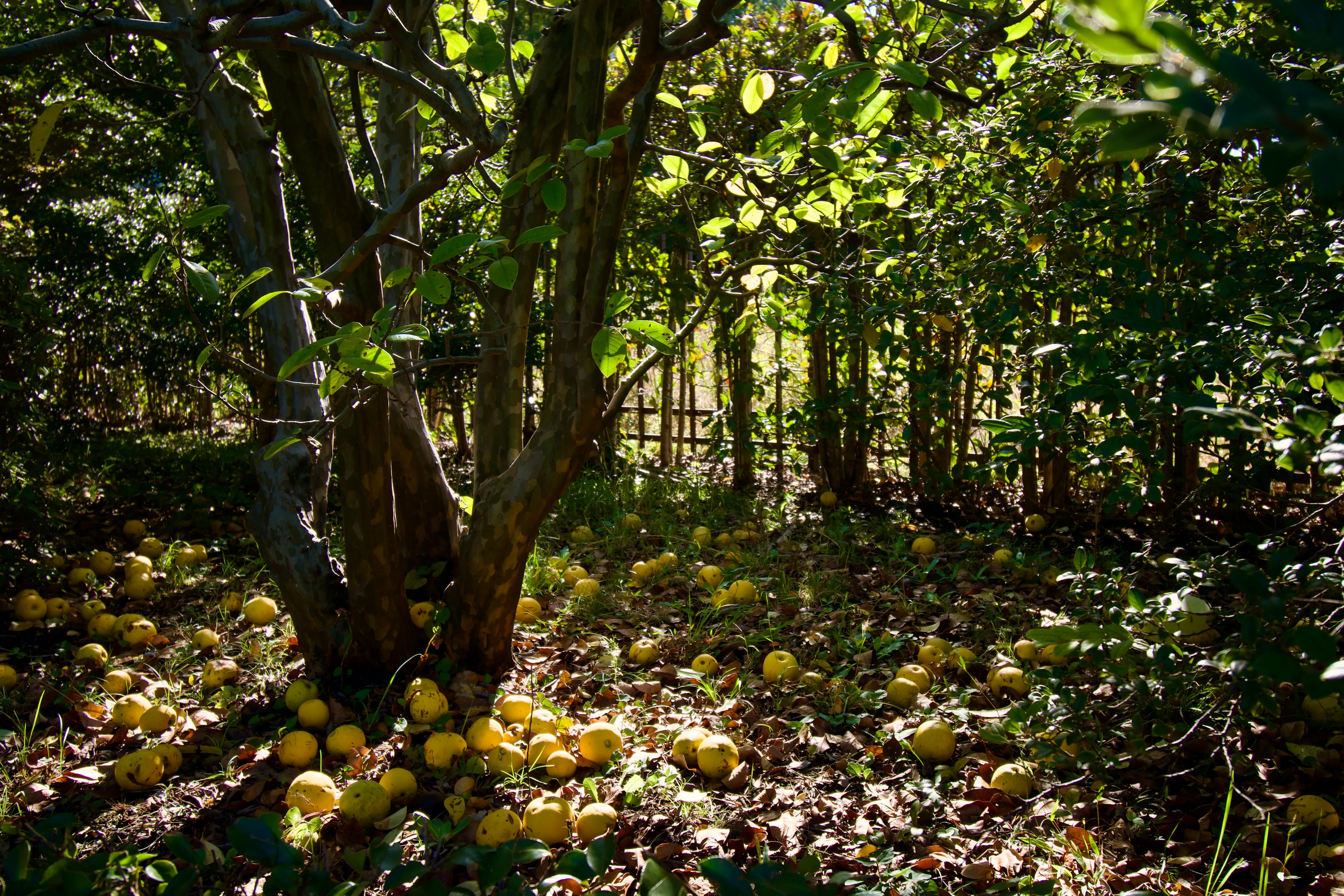 A shaded tree surrounded by fallen persimmons (I think)