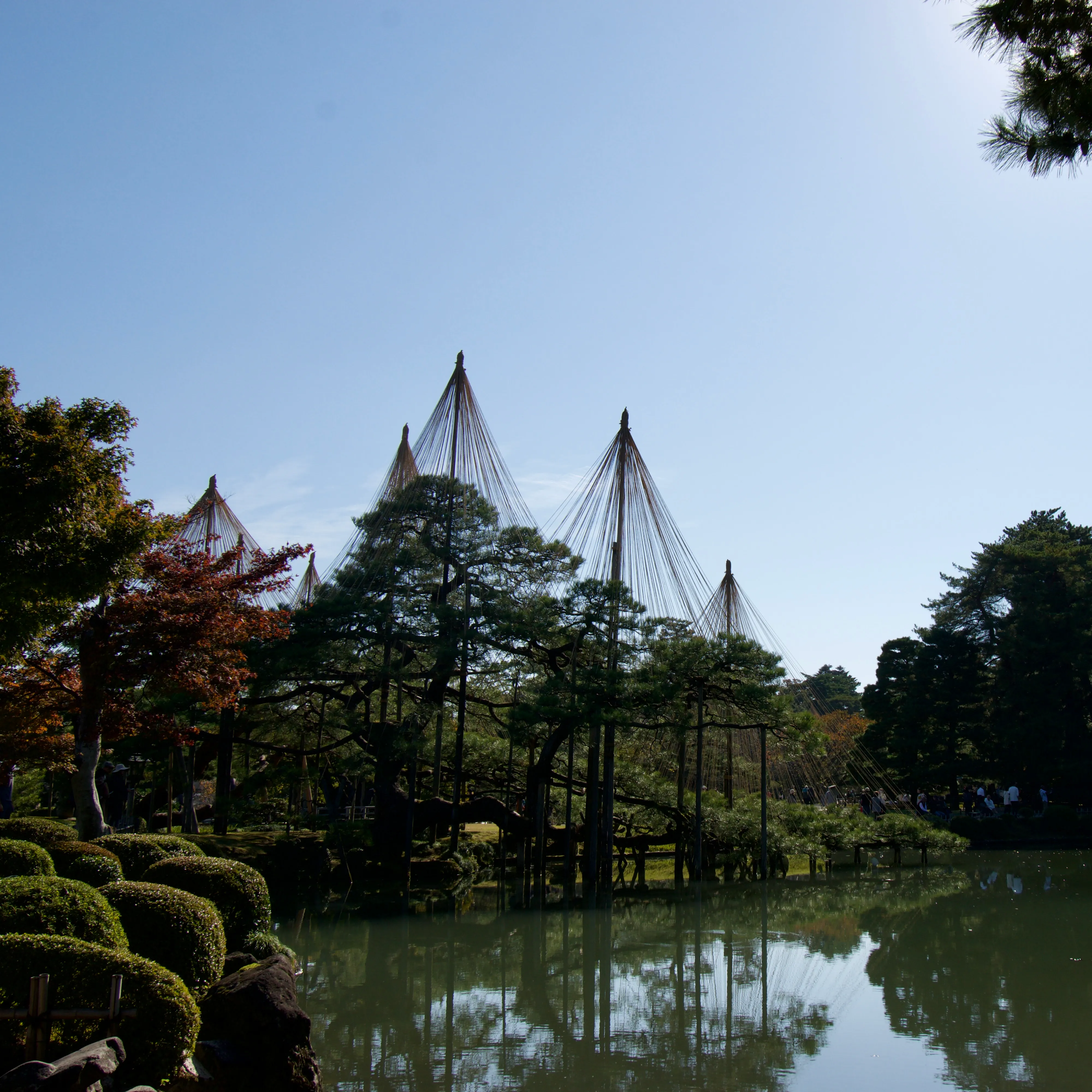 The famous rope-supported trees of Kenrokuen