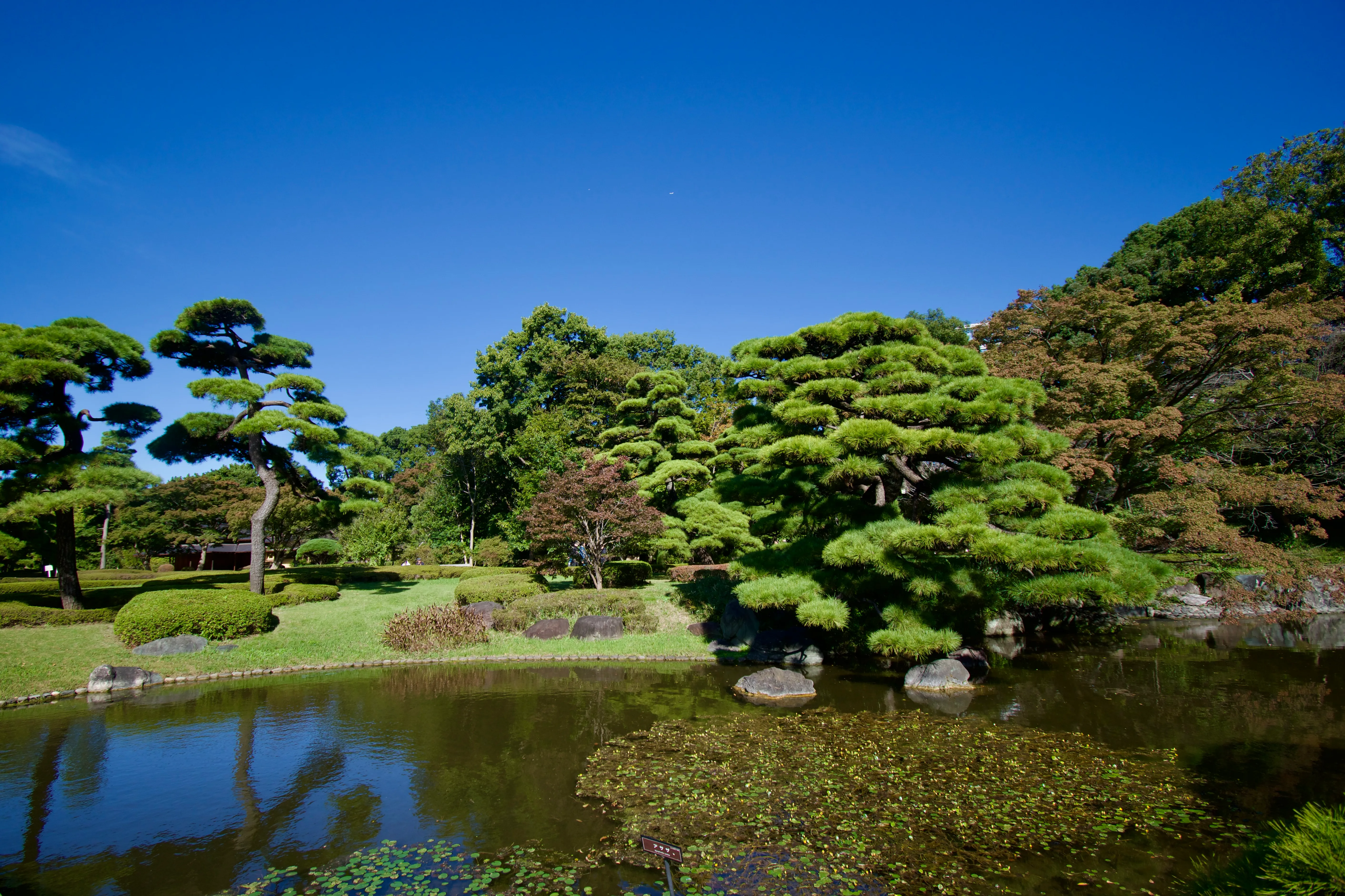 Trees and a pond in the Ninomaru garden