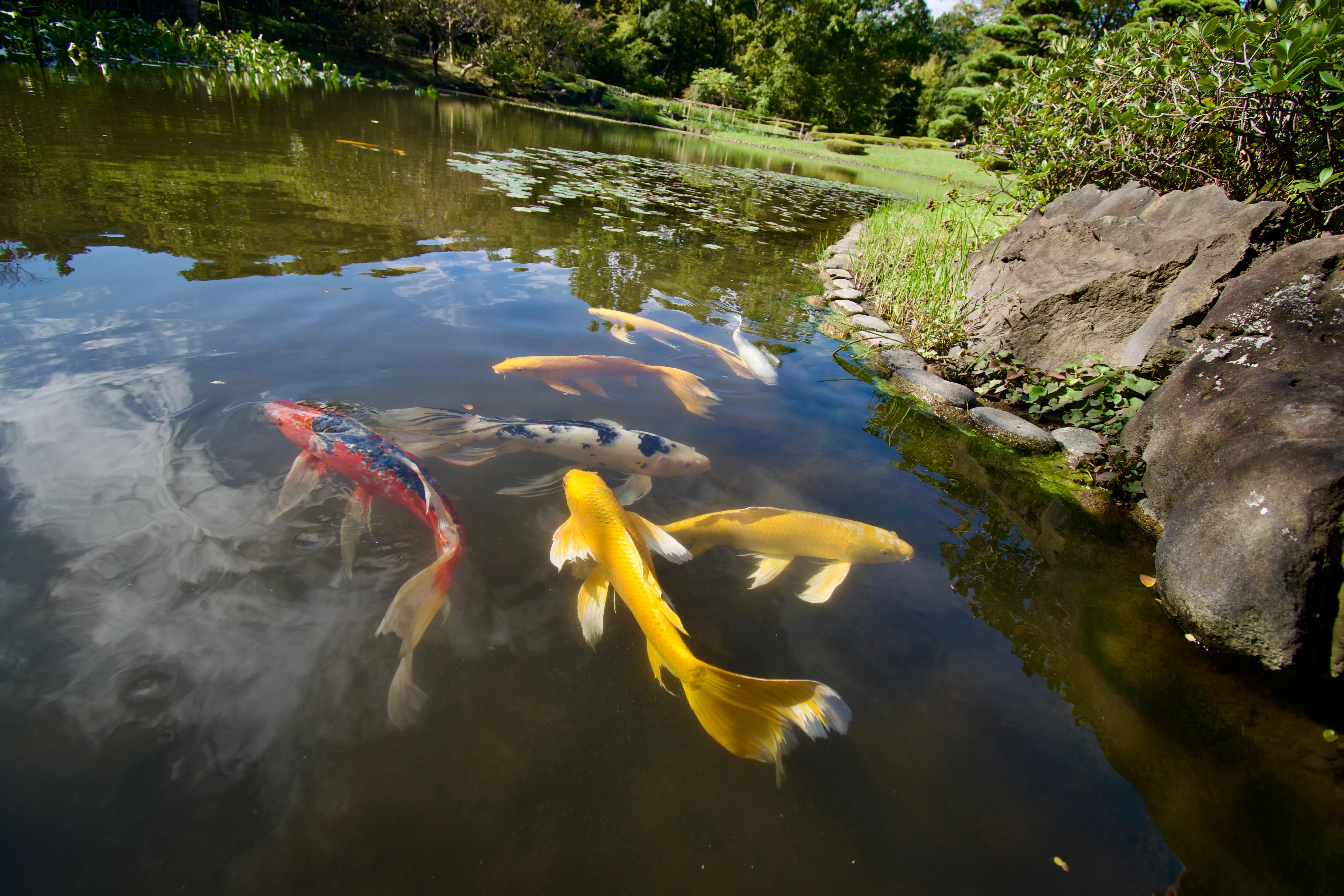 Golden koi in the Ninomaru Garden pond