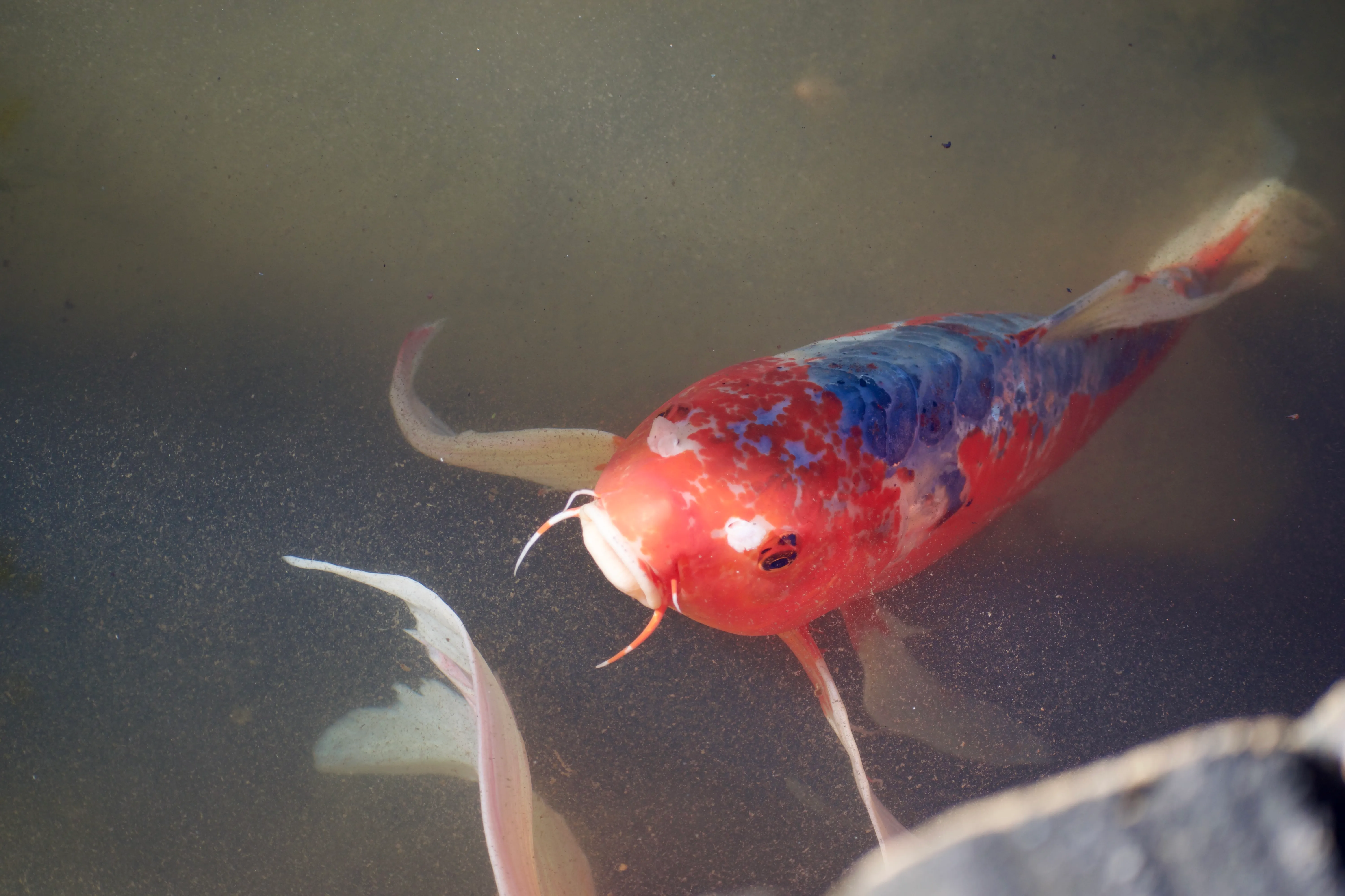 A bright orange koi