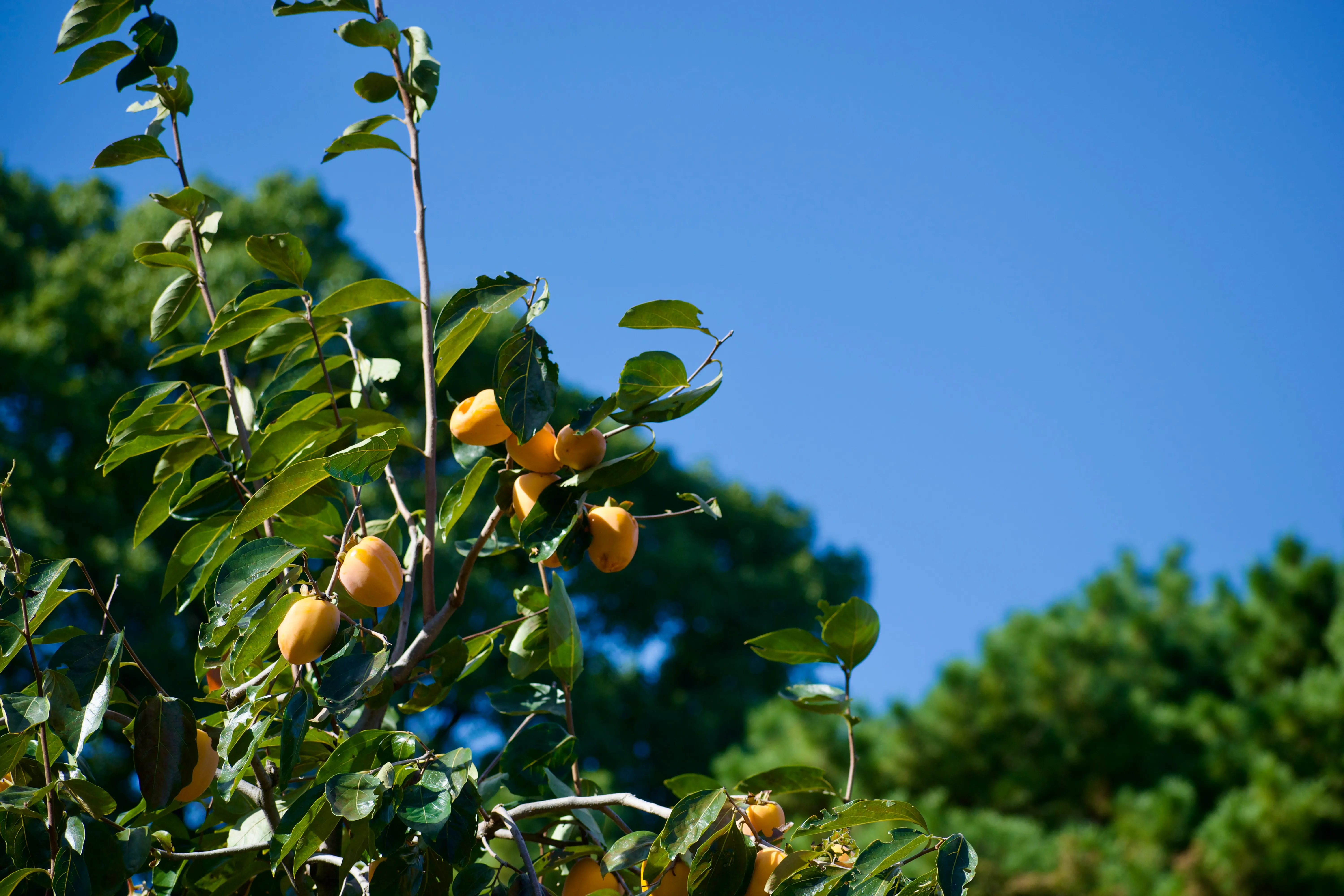 Persimmons growing in the Imperial Palace East Garden orchard