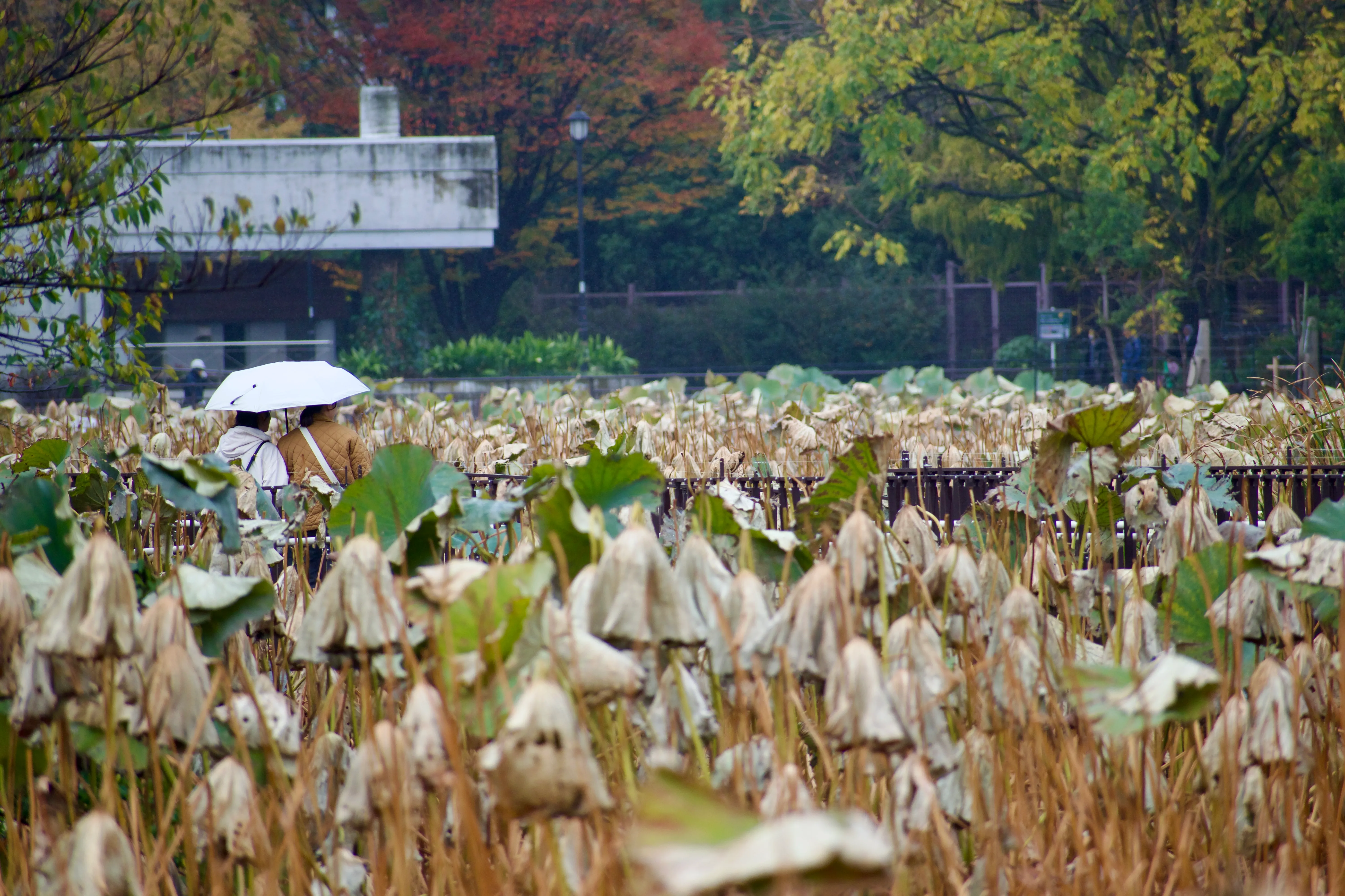 A couple share an umbrella on a walkway in the middle of a reed-filled pond