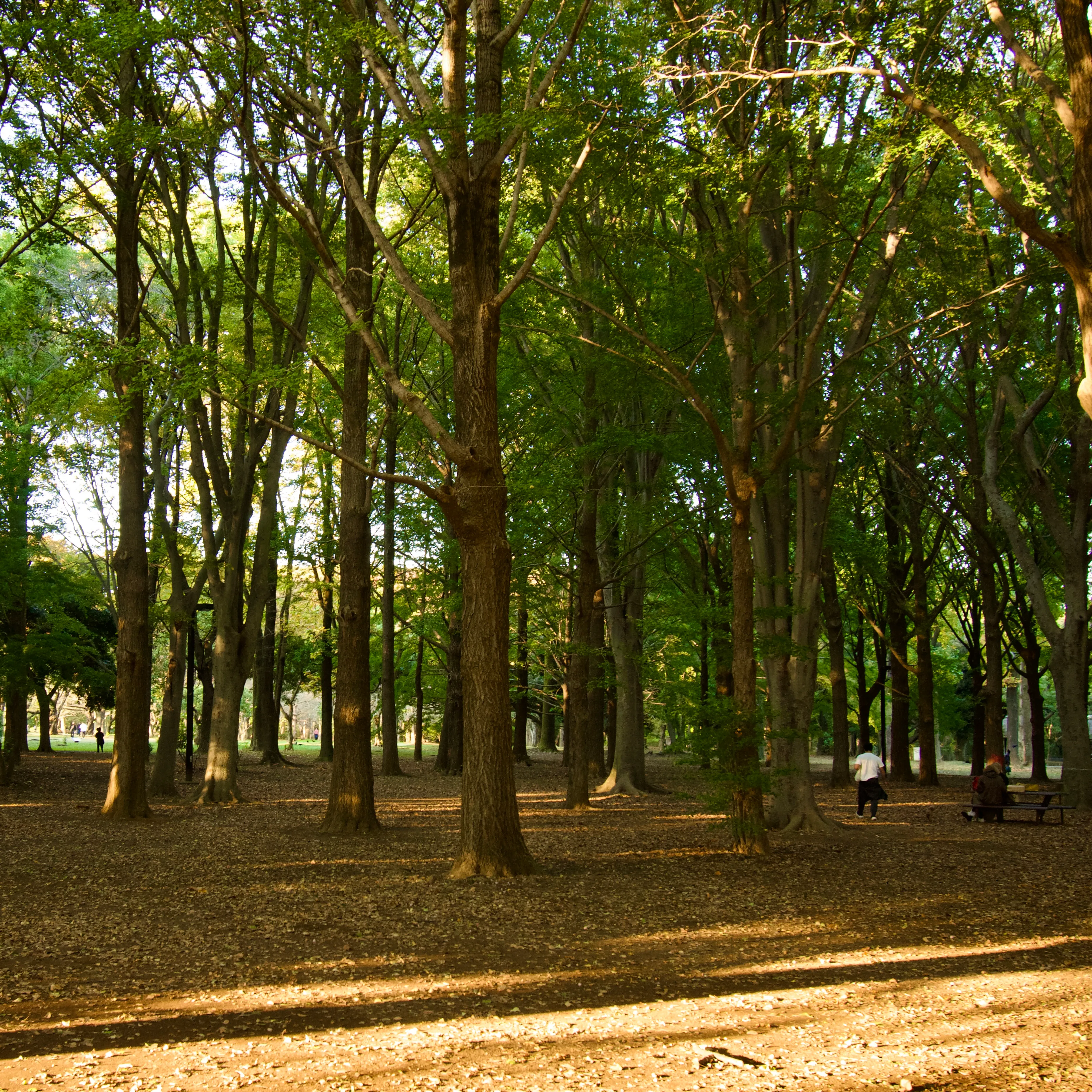Trees in Yoyogi Park