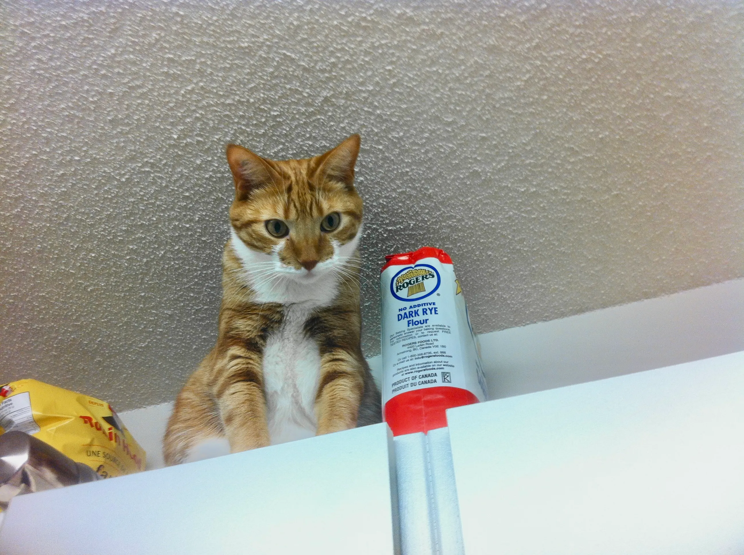 Diggy peers down from between the top of the cupboards and the ceiling