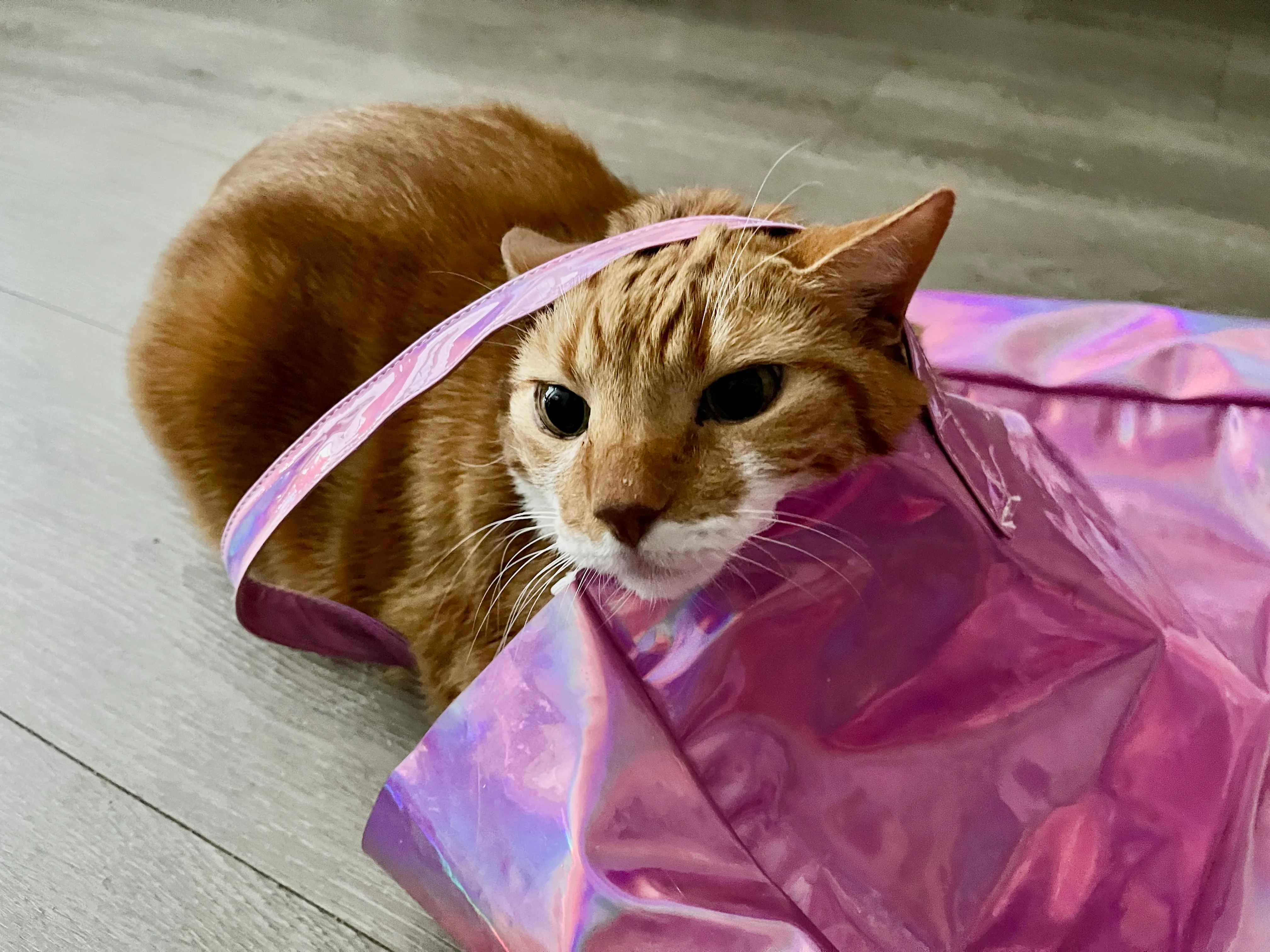 Diggy wraps his head in the handle of a shiny pink bag