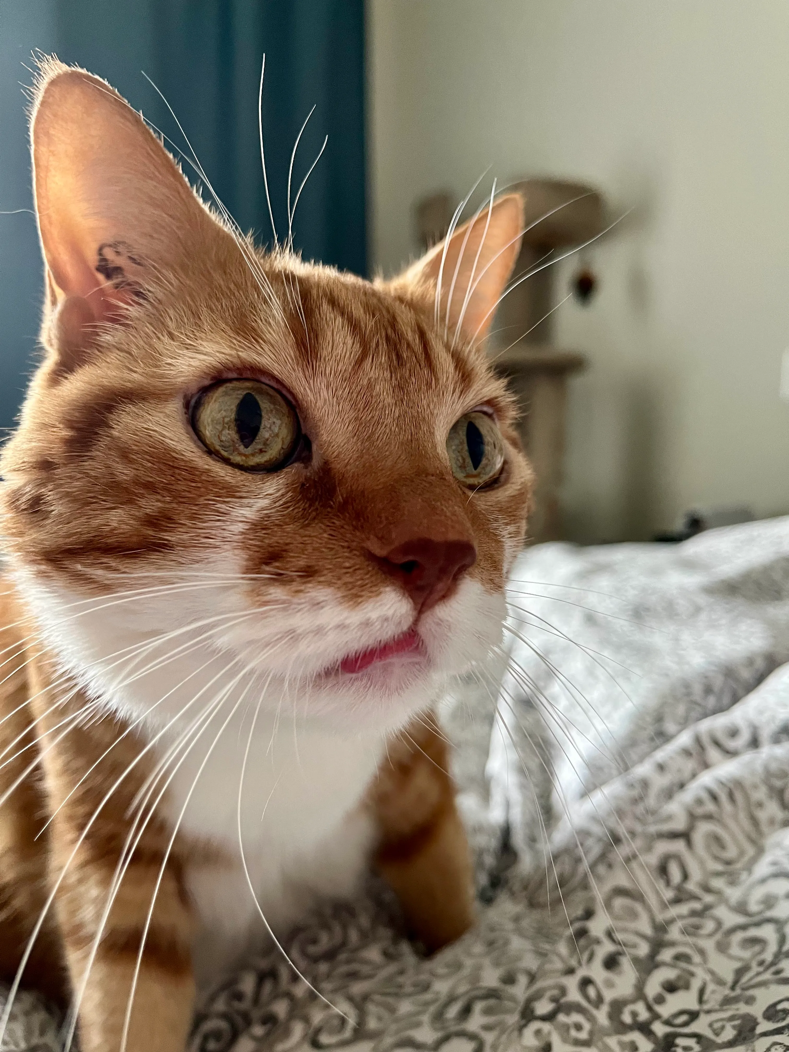 Diggy ready to play with his blep on