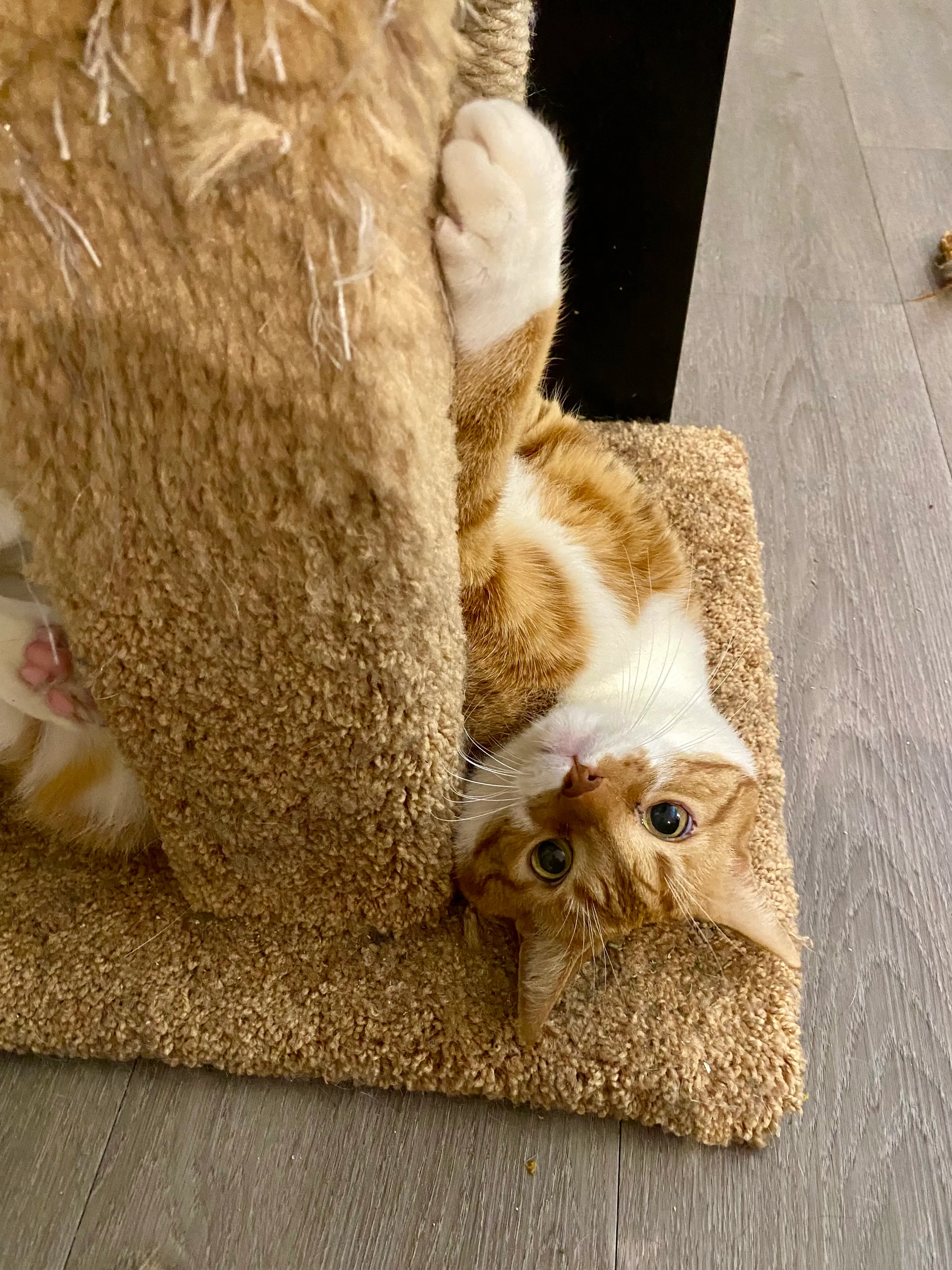 Diggy wiggles around on his back at the base of a scratching post