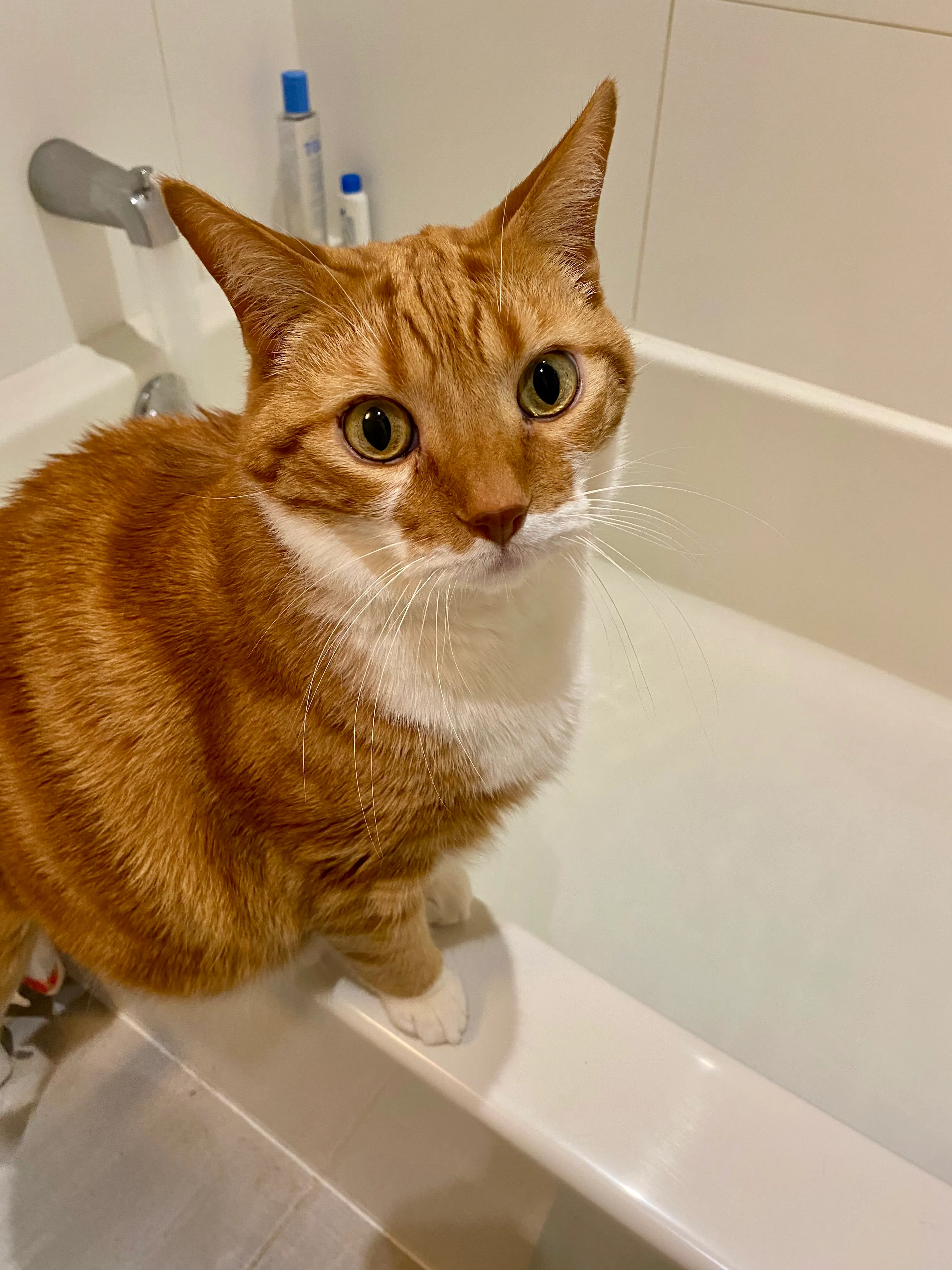 Diggy serves as a lifeguard sitting on the edge of a full bath