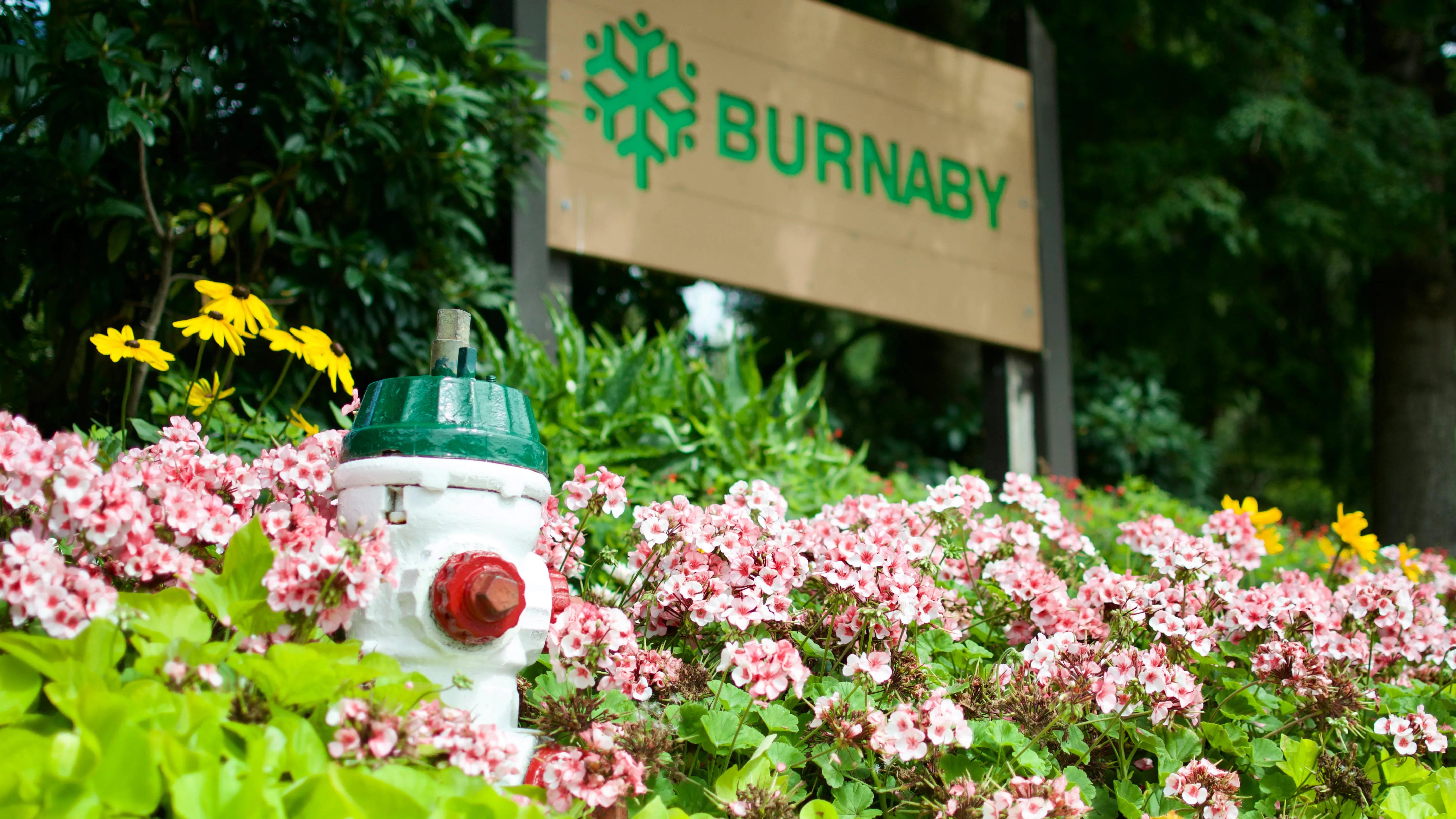 A red, white, and green fire hydrant in a bed of flowers in front of a “Welcome to Burnaby” sign