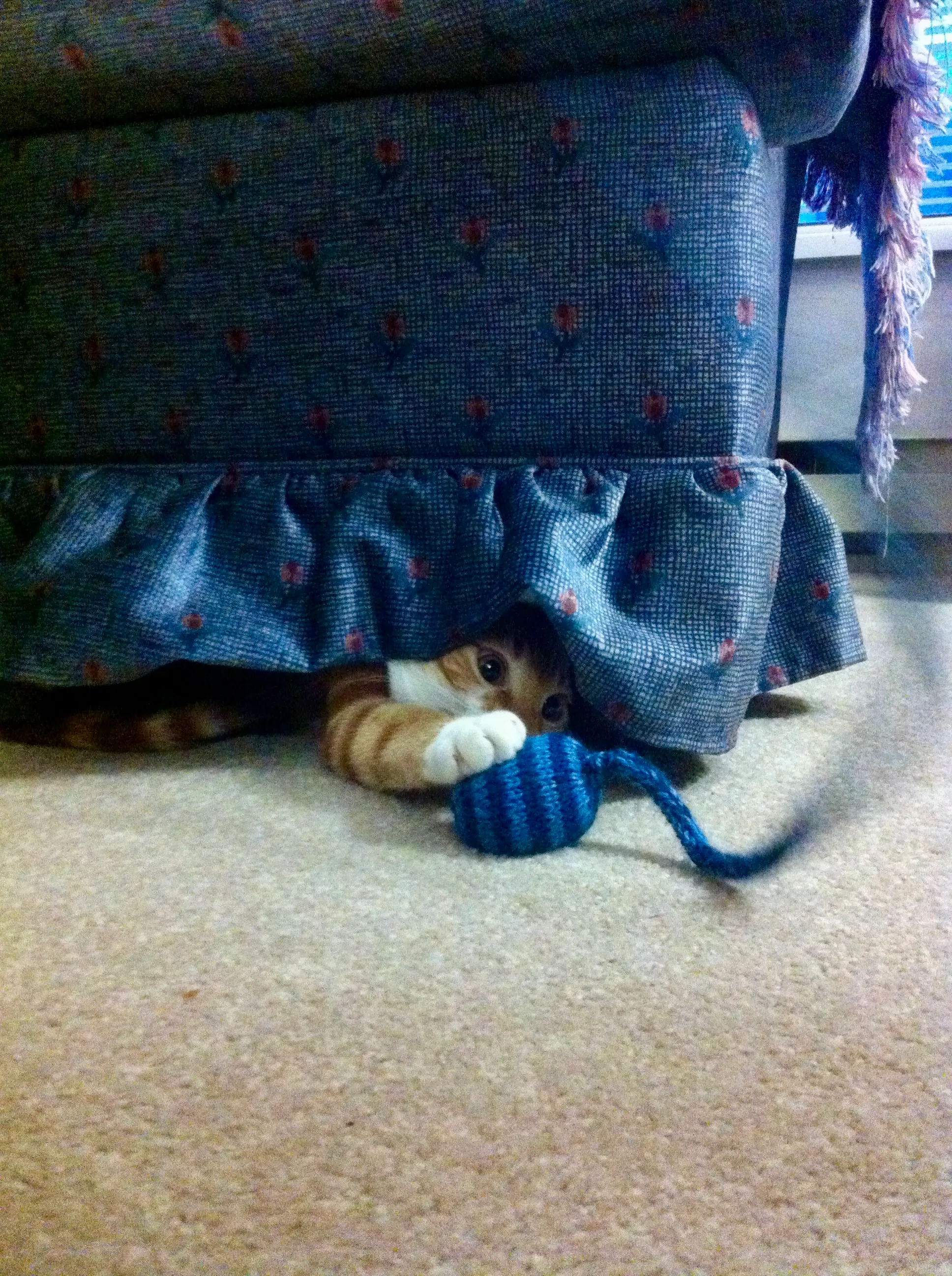 Diggy hides under an easy chair to ambush a knitted toy