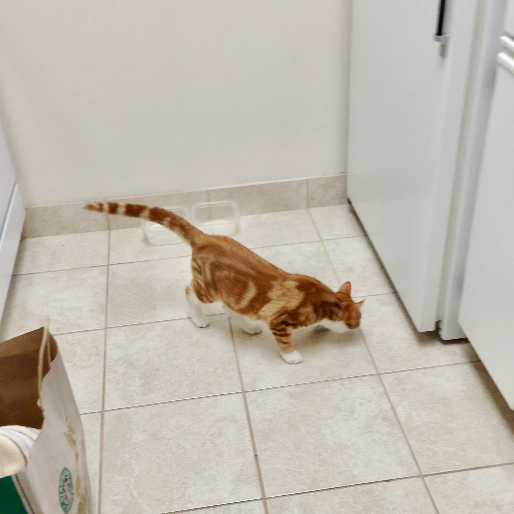 Diggy explores the kitchen as soon as he arrives at our apartment