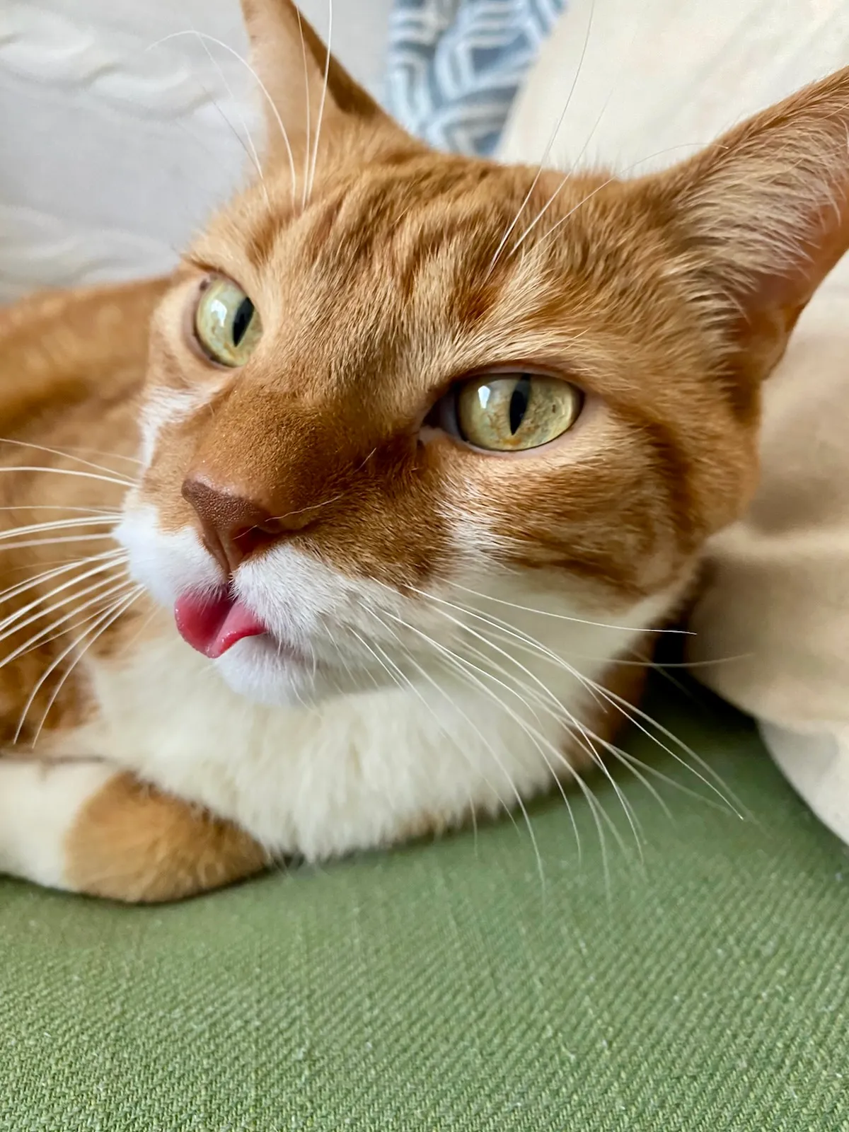 Diggy leans down with his tongue sticking out at Blep Level 2