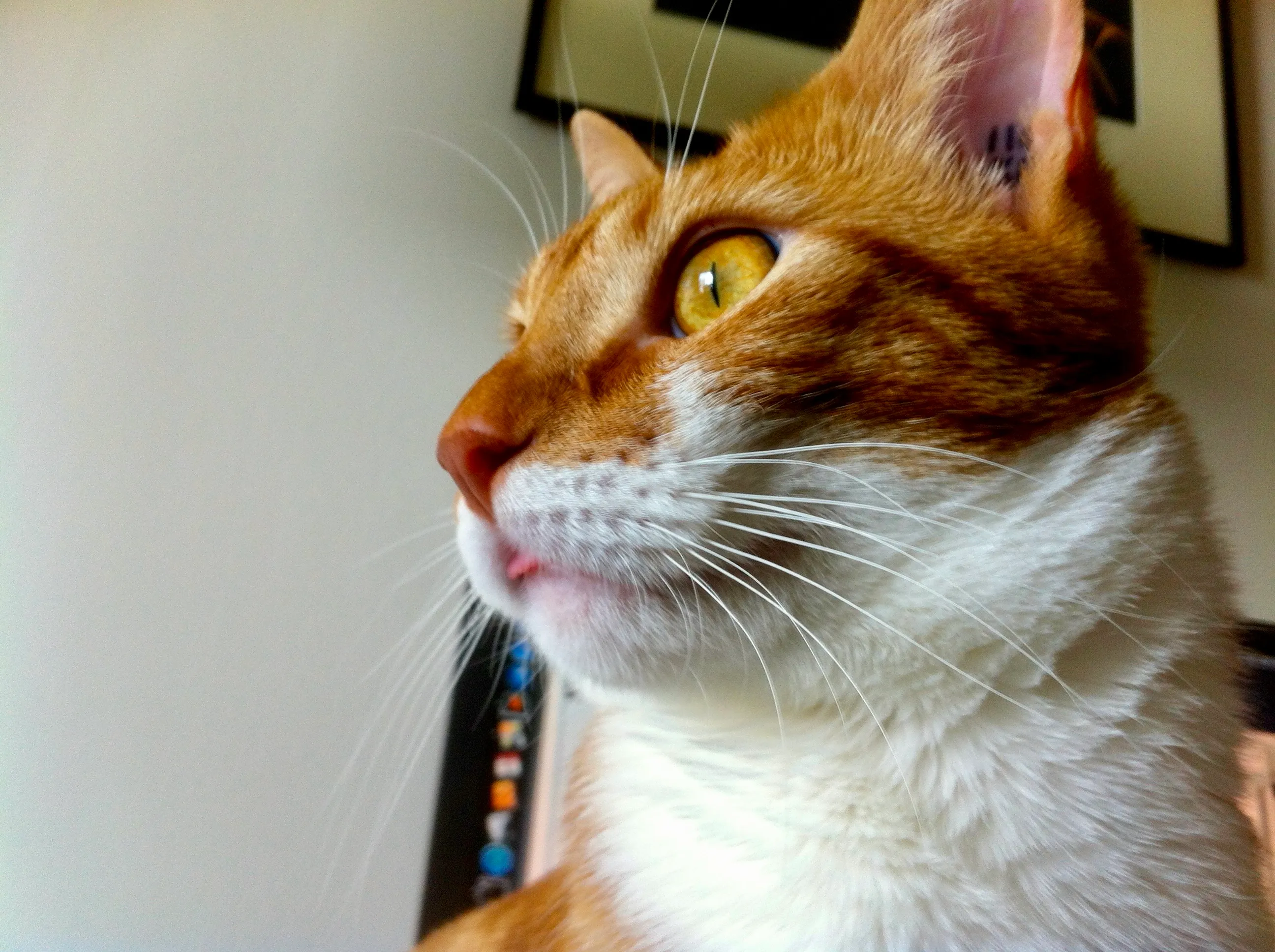 Diggy stares out the window with his tongue sticking out at Blep Level 1