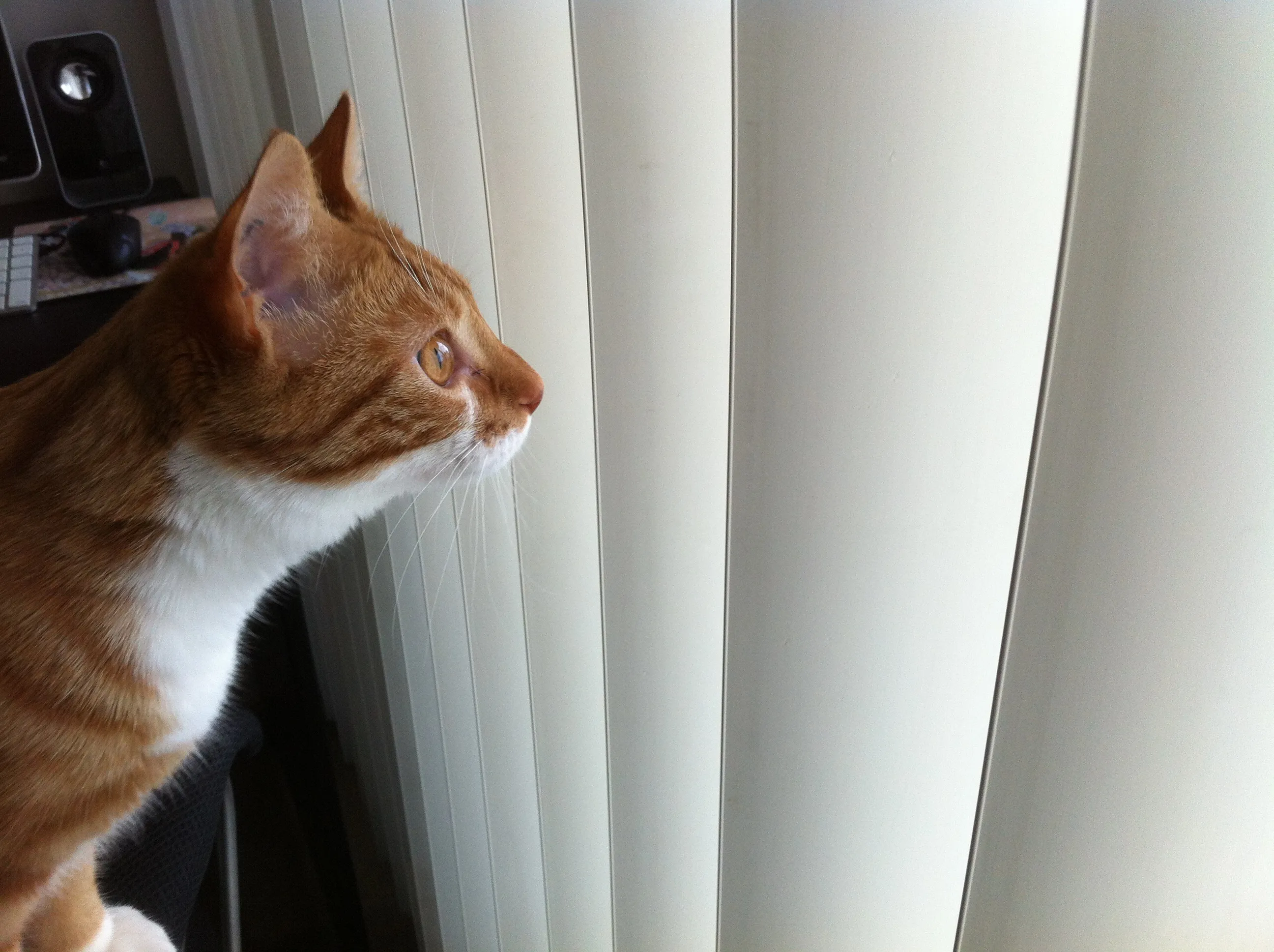 Diggy looks out the window between vertical blinds