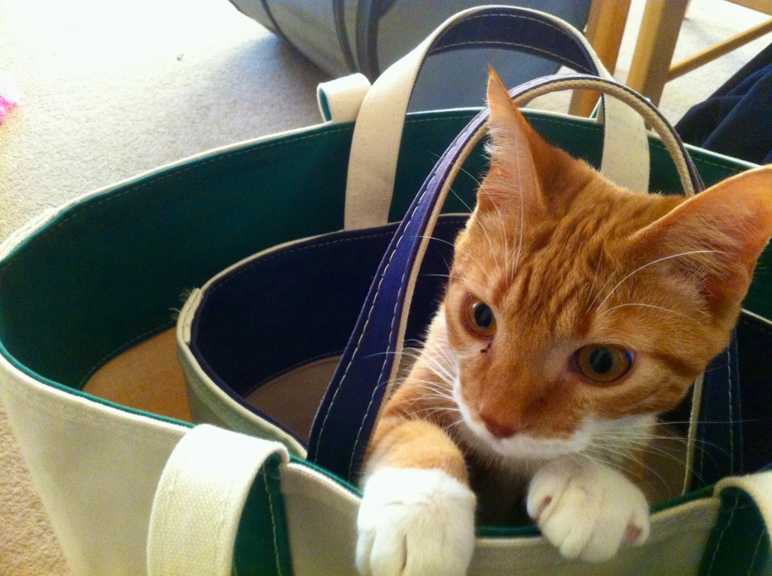 Diggy pokes his head out of our canvas shopping bags