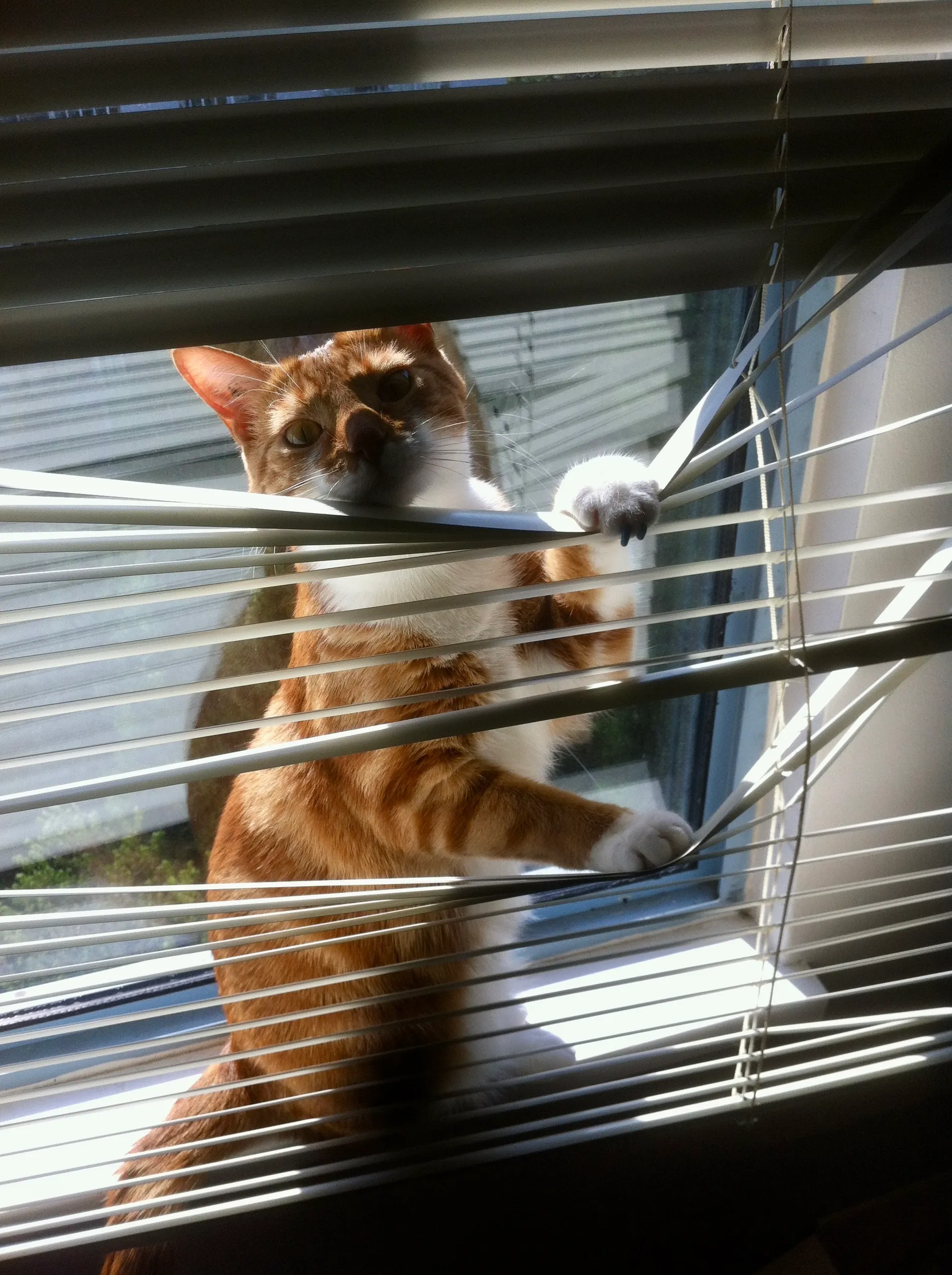 Diggy peeks out from the window side of a set of Venetian blinds