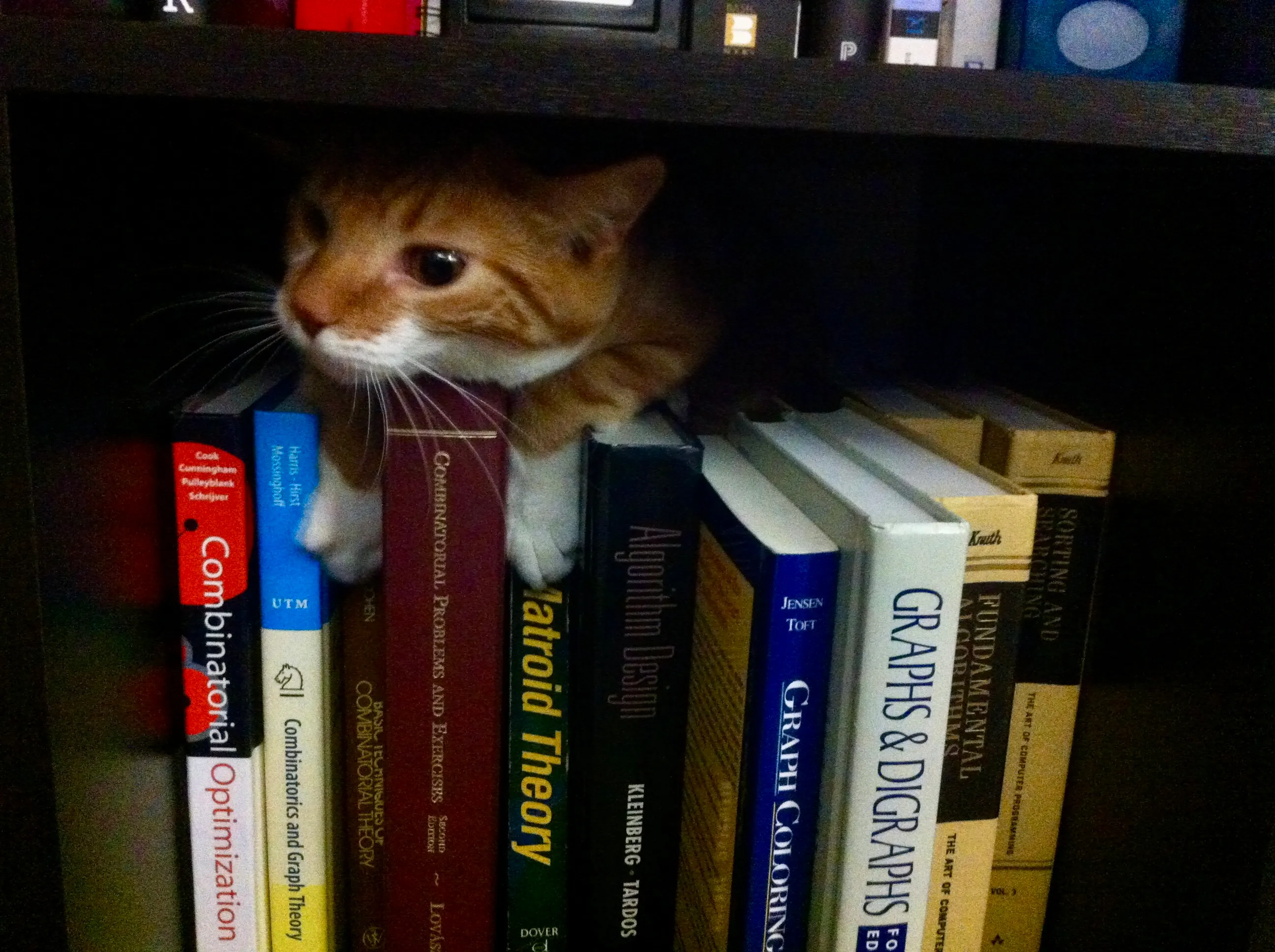 Diggy peeks out from between the tops of a collection of math books and the bottom of the next shelf up