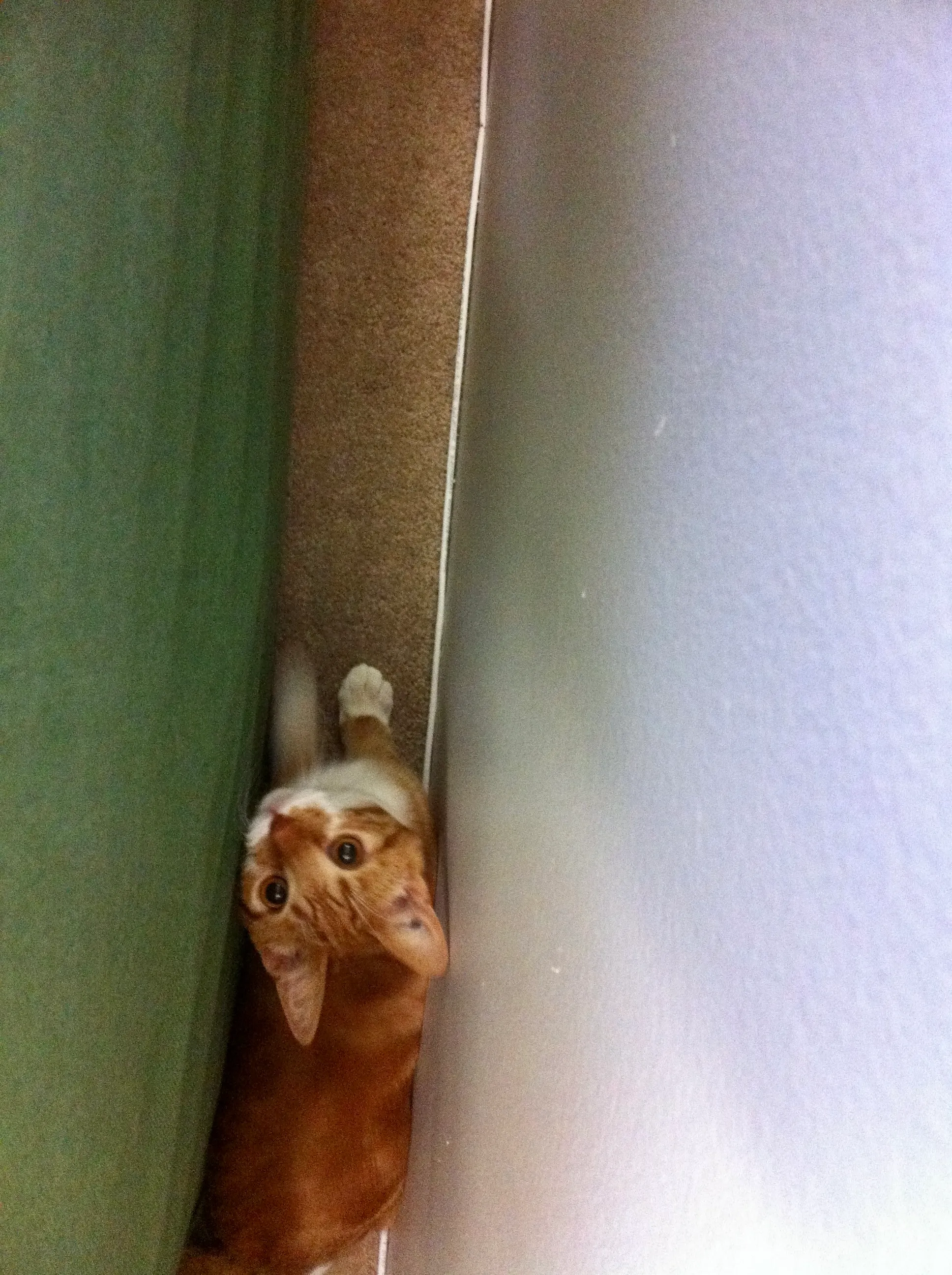 Diggy looks up from the narrow space between the couch and the wall