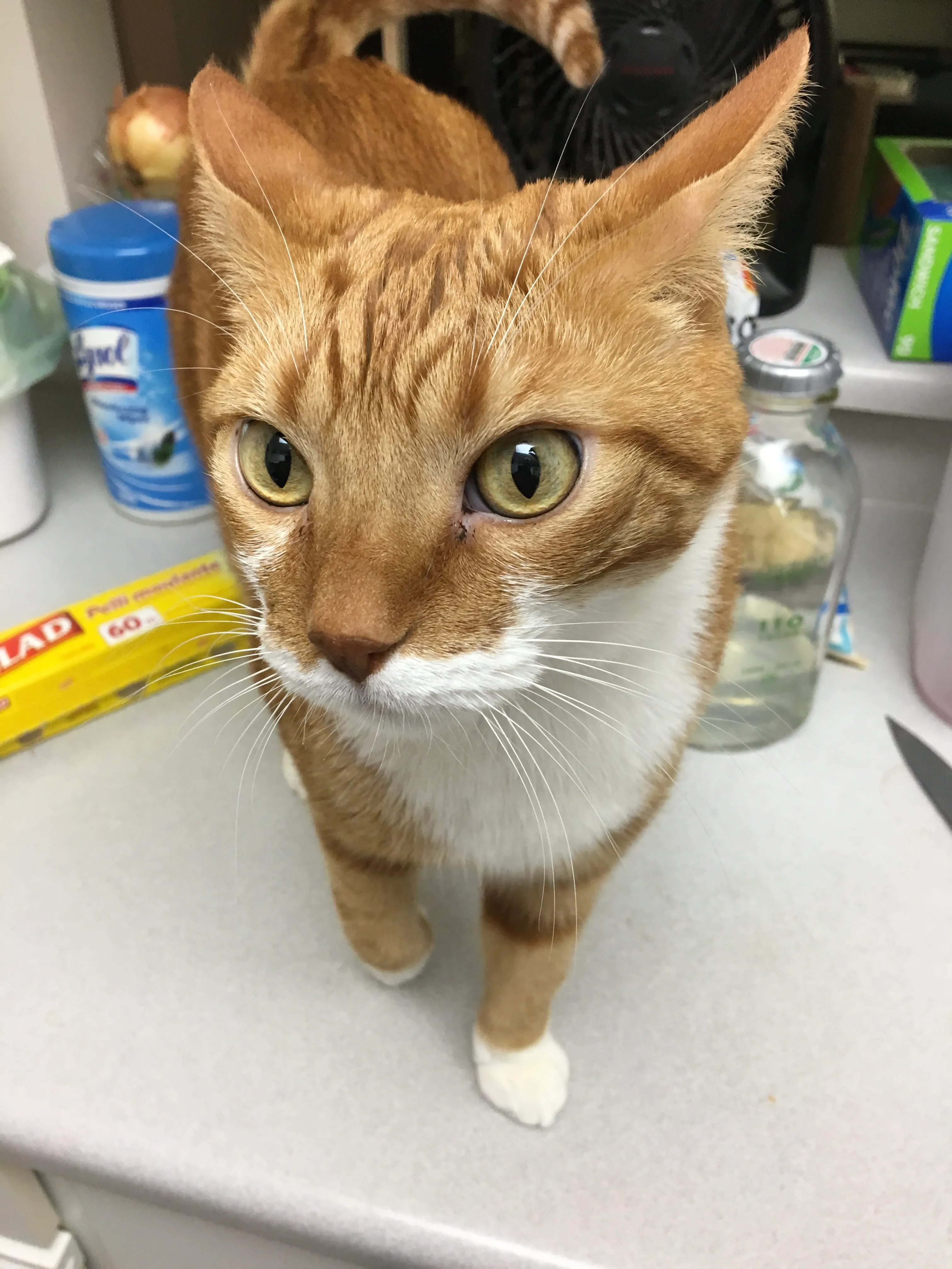 Diggy struts over the surface of the kitchen counter