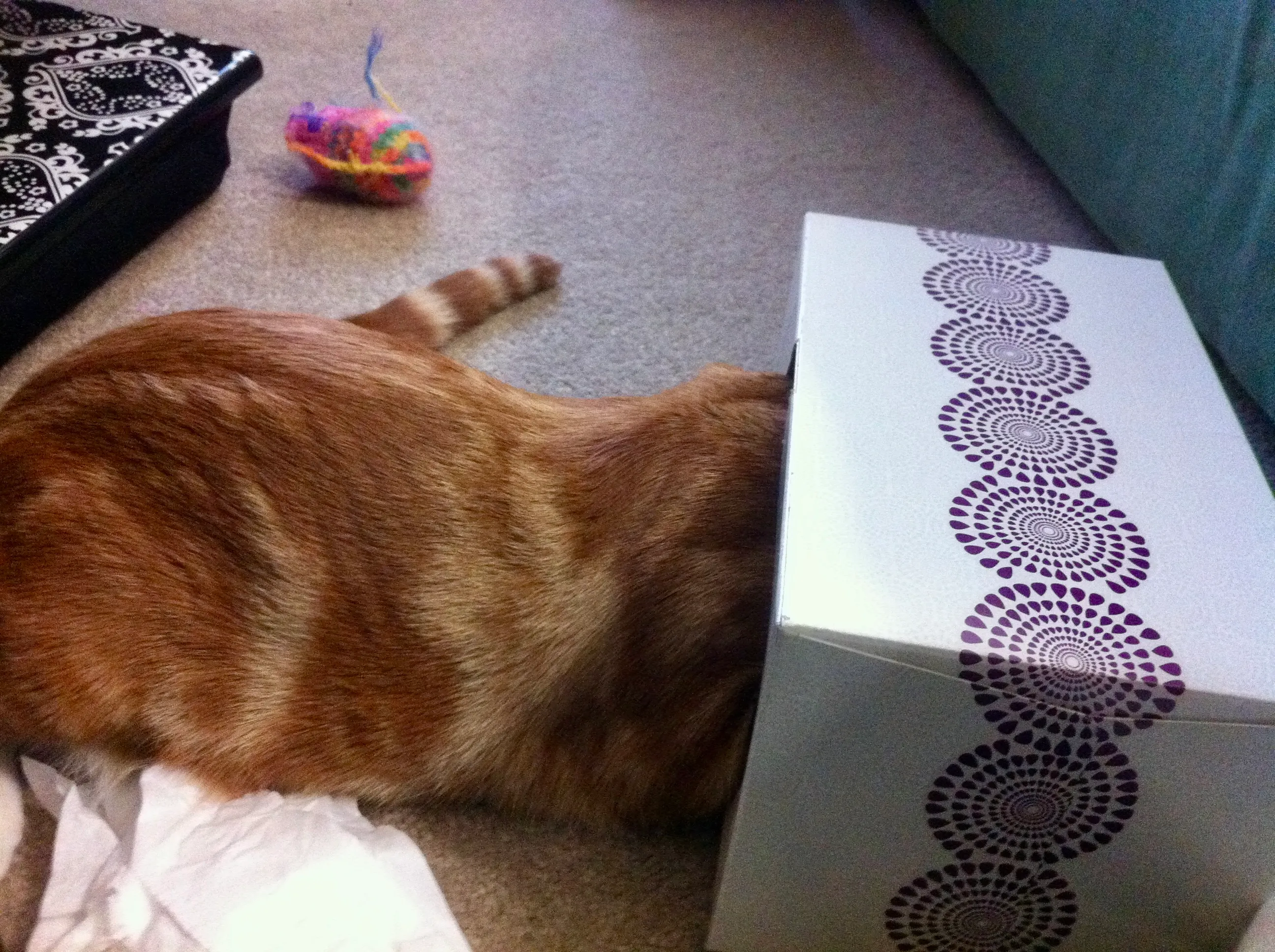 Diggy hides his head in a box of Kleenex