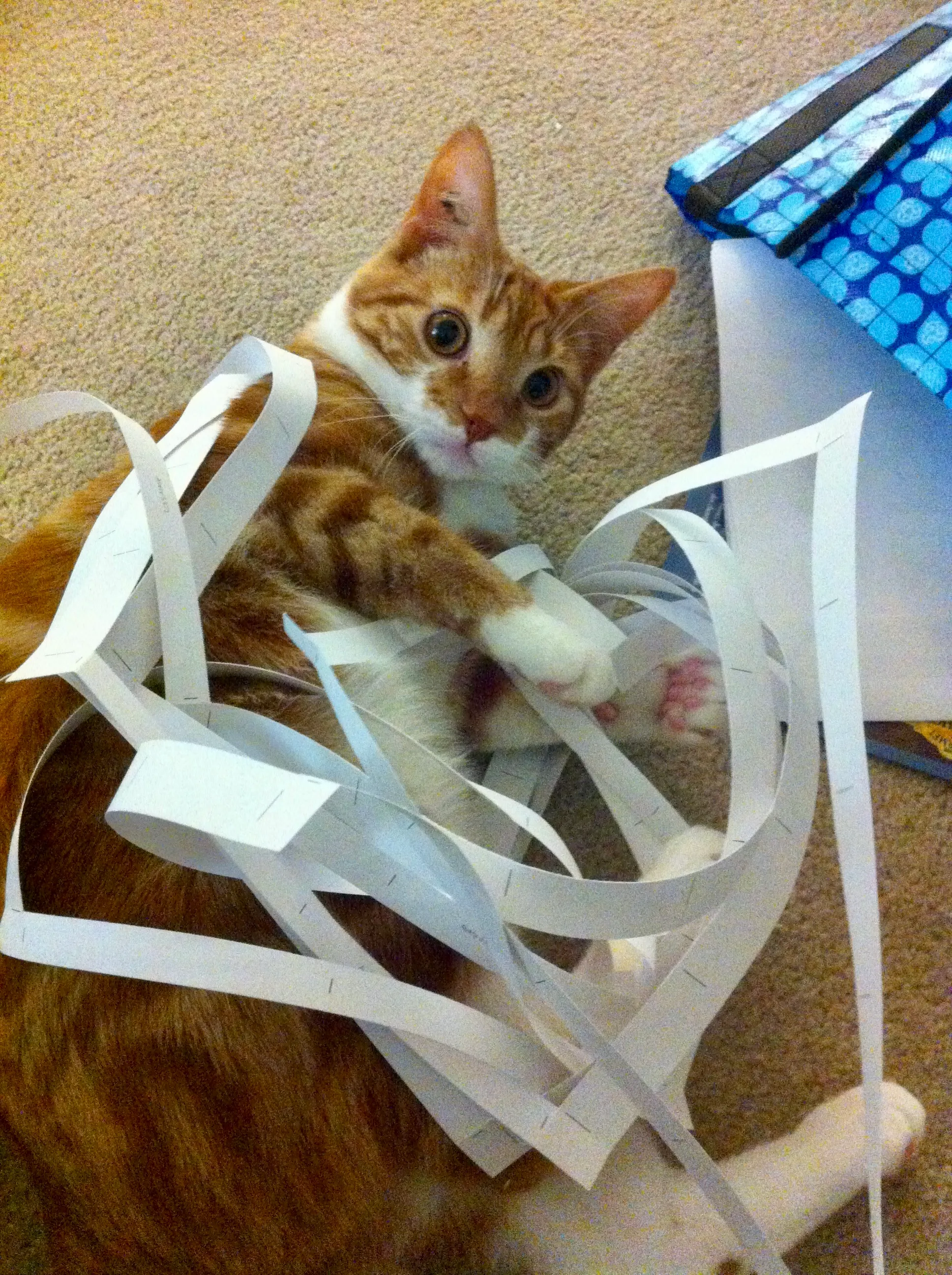 Diggy, entangled with cut-up strips of paper from the recycling, looks at the camera as if to ask: who, me?