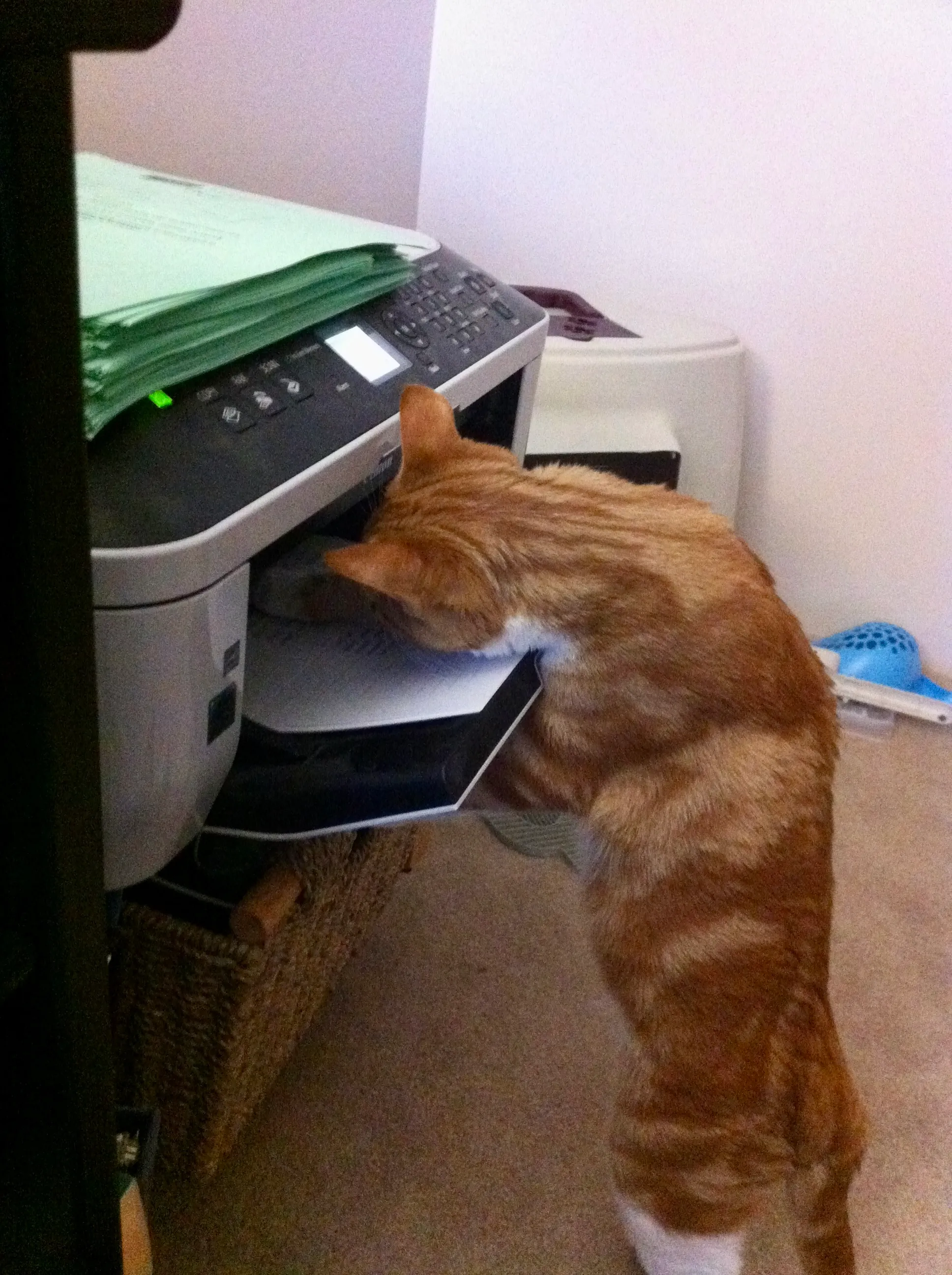 Diggy sticks his head and paws into the tray of a printer