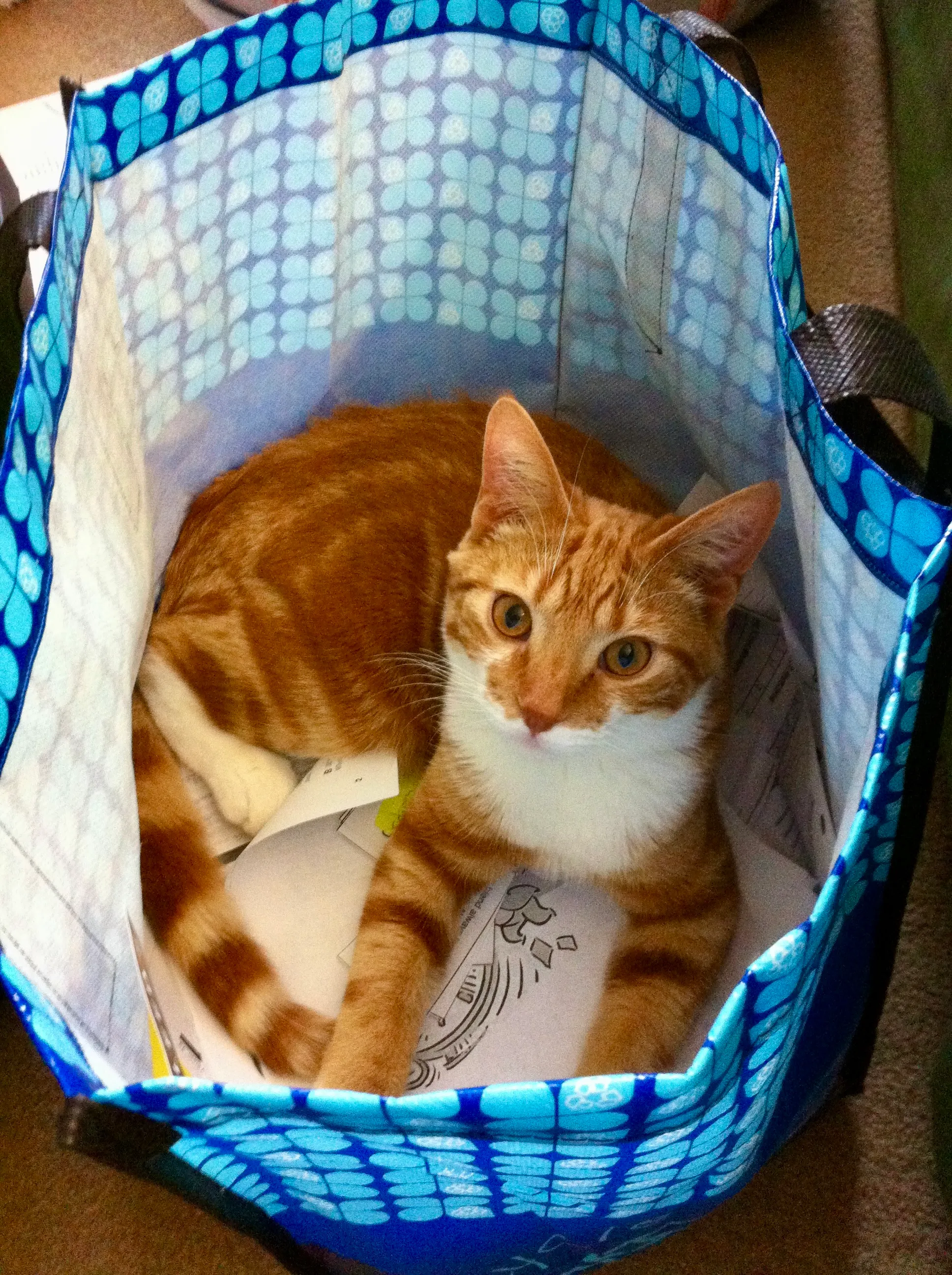 Diggy makes himself comfortable in a reusable shopping bag