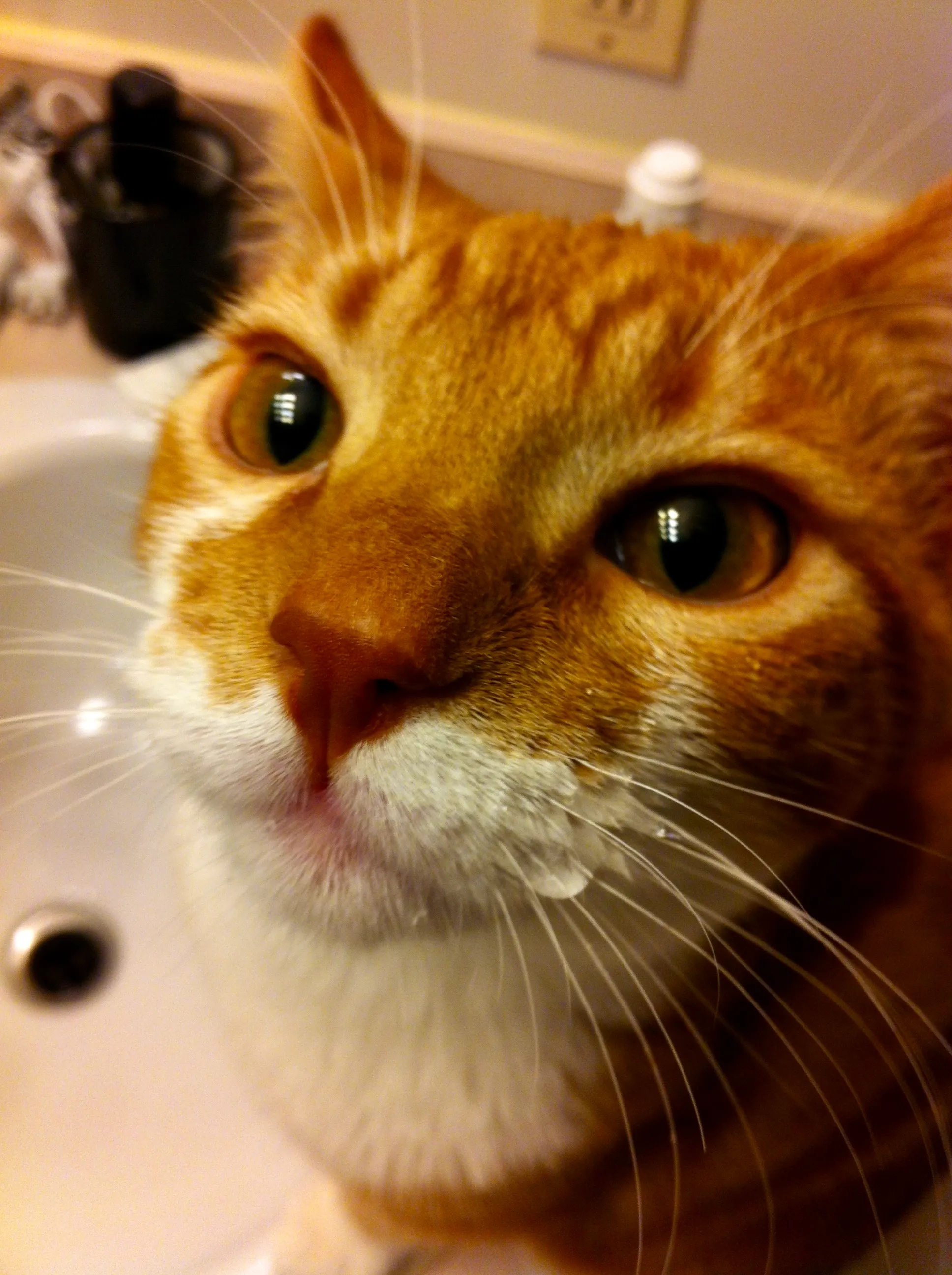 Diggy looks quite pleased with himself with a face full of tap water dripping from his whiskers