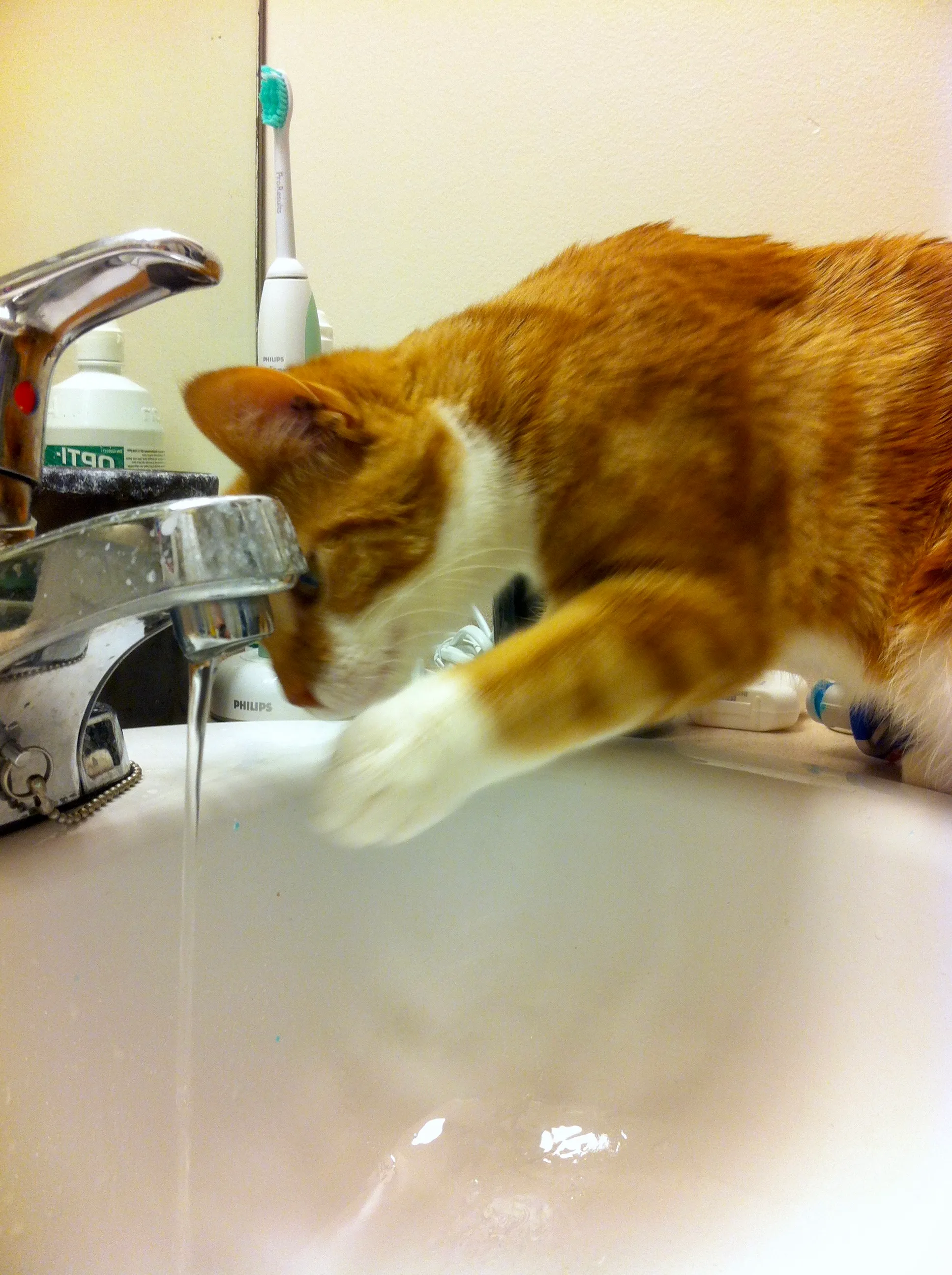 Diggy bats at a stream of water coming from the tap