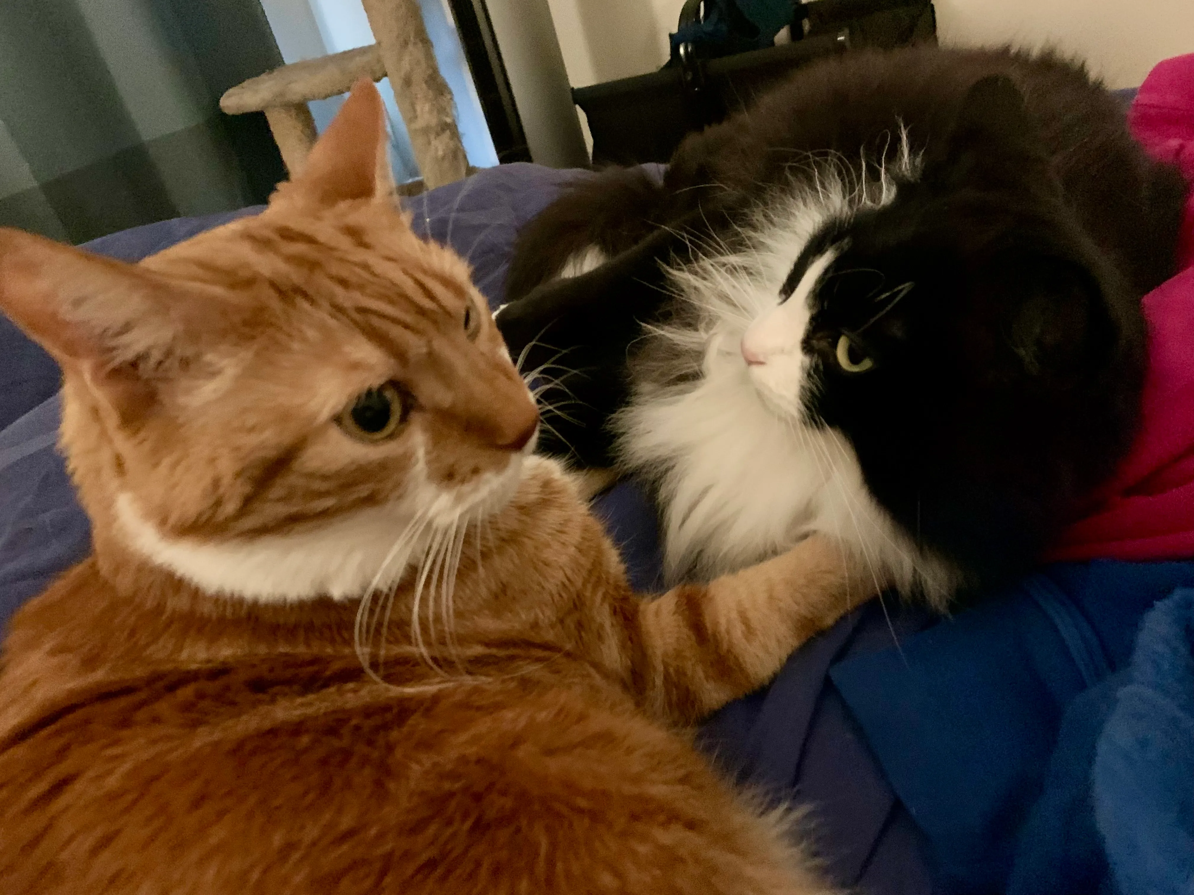 Diggy and Pazzo share a rare cuddle on the bed