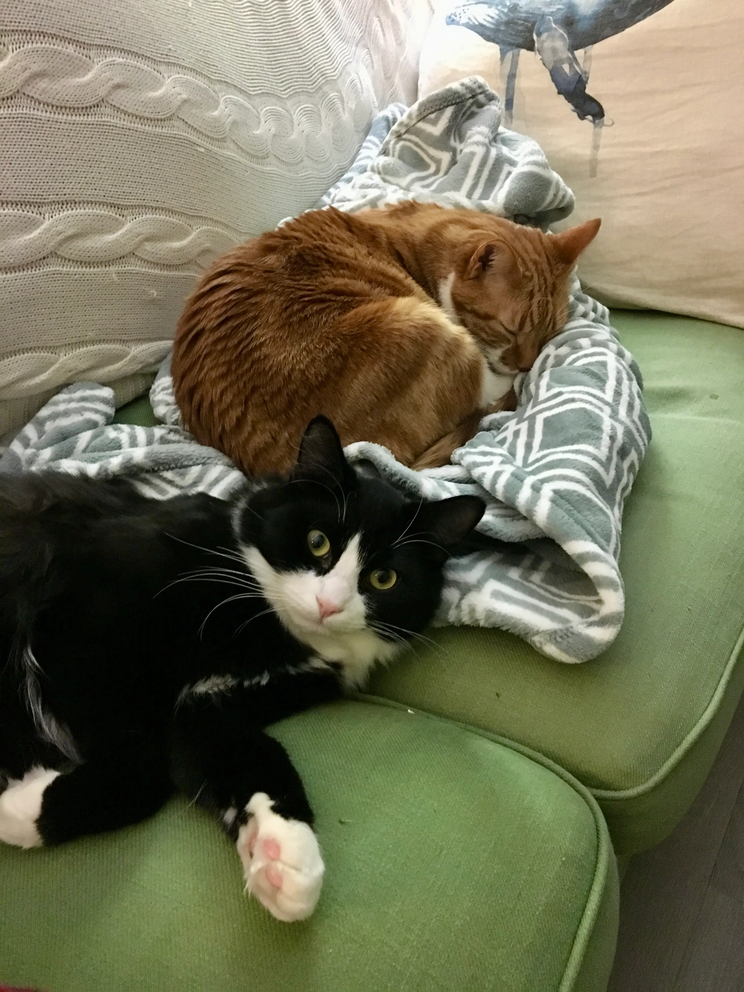 Diggy and Pazzo sleep next to each other on the couch