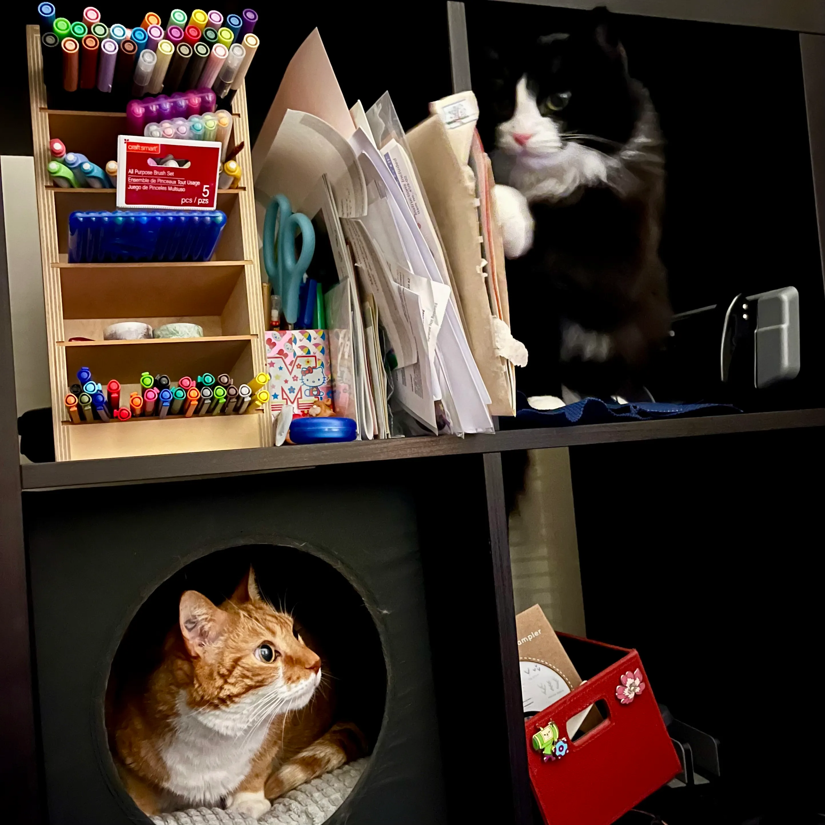 Diggy occupies the cat bed in the bottom left cubby of a bookshelf, while Pazzo looks down from the top right cubby