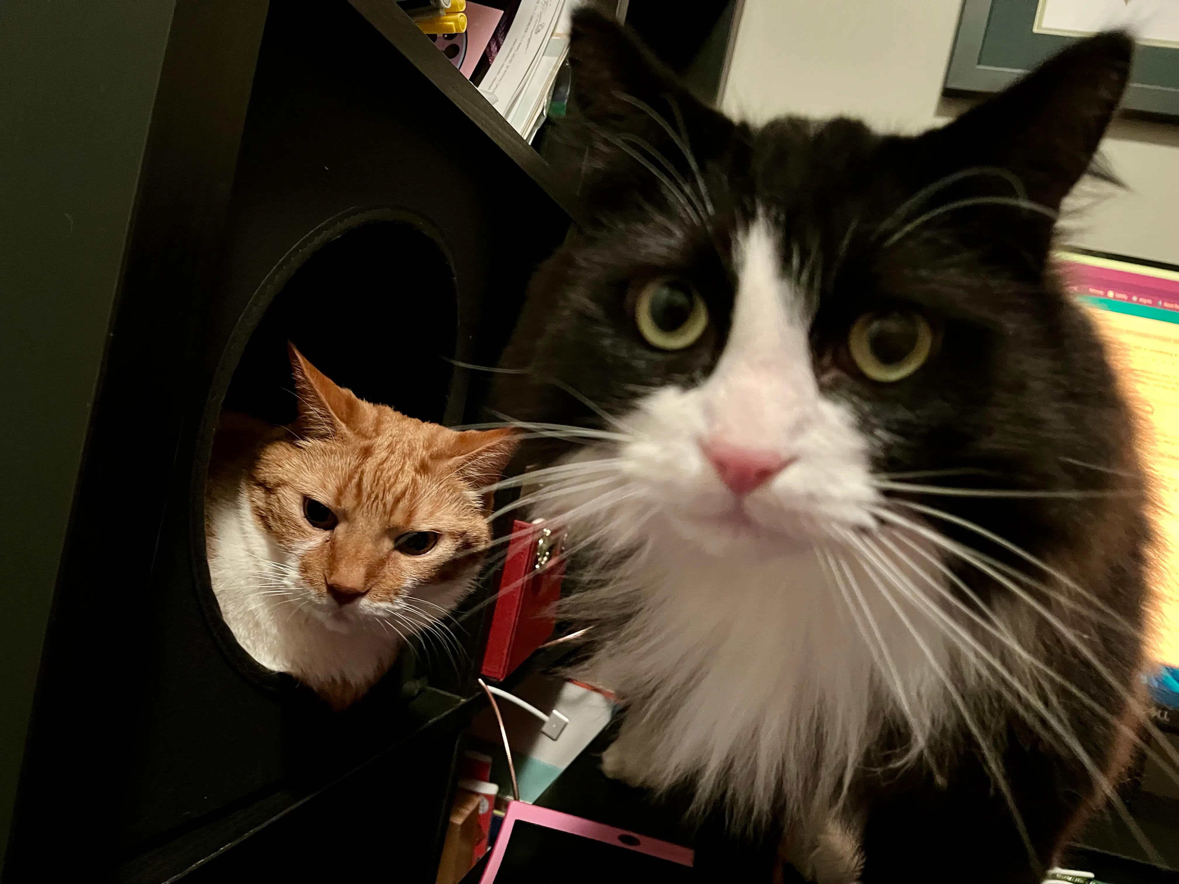 Diggy occupies the cat bed in the cubby of a bookshelf, while Pazzo looks at the camera as if to ask me to evict Diggy and let him into the cubby