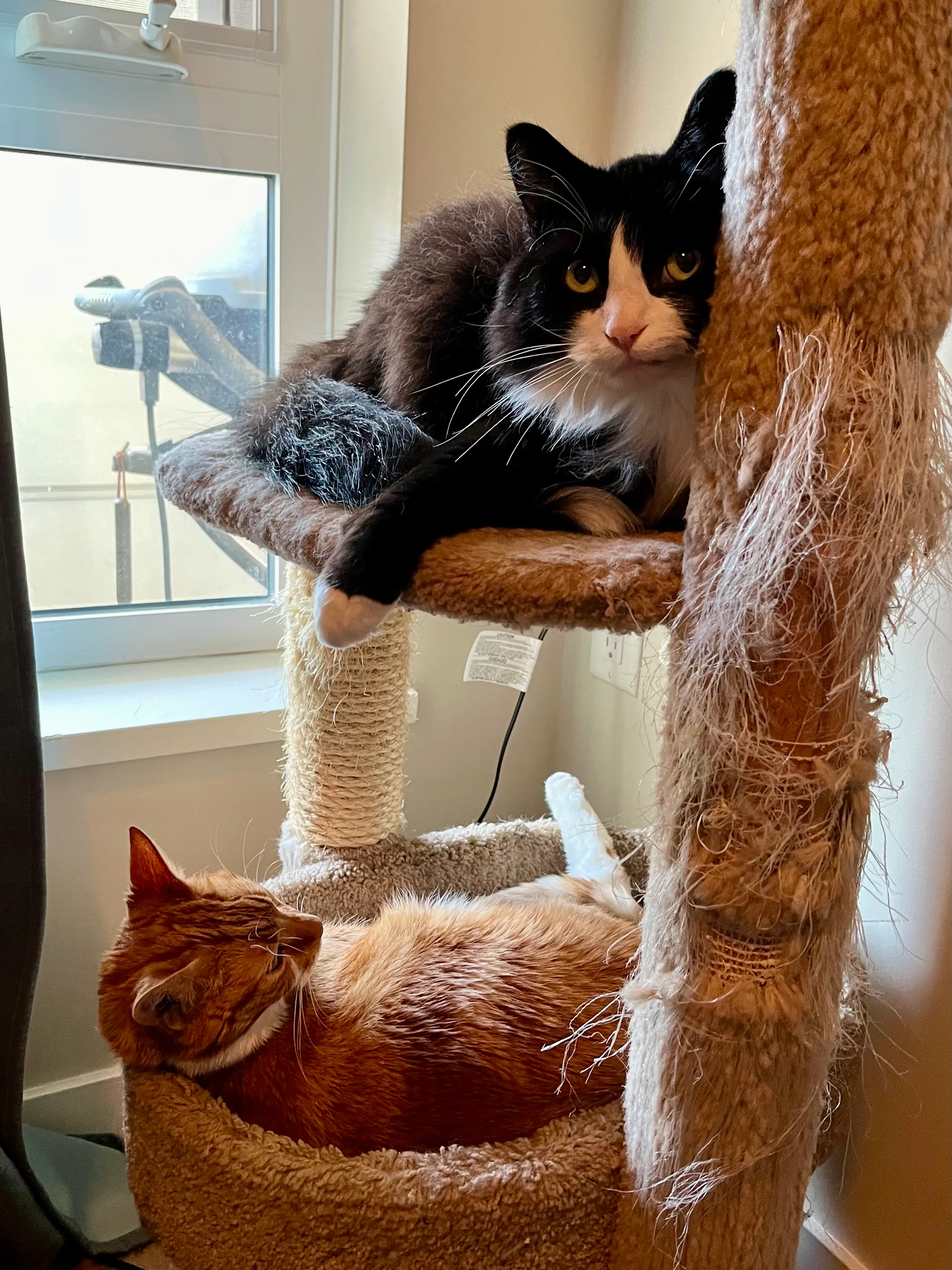 Diggy and Pazzo lie comfortably on separate levels of a cat tower