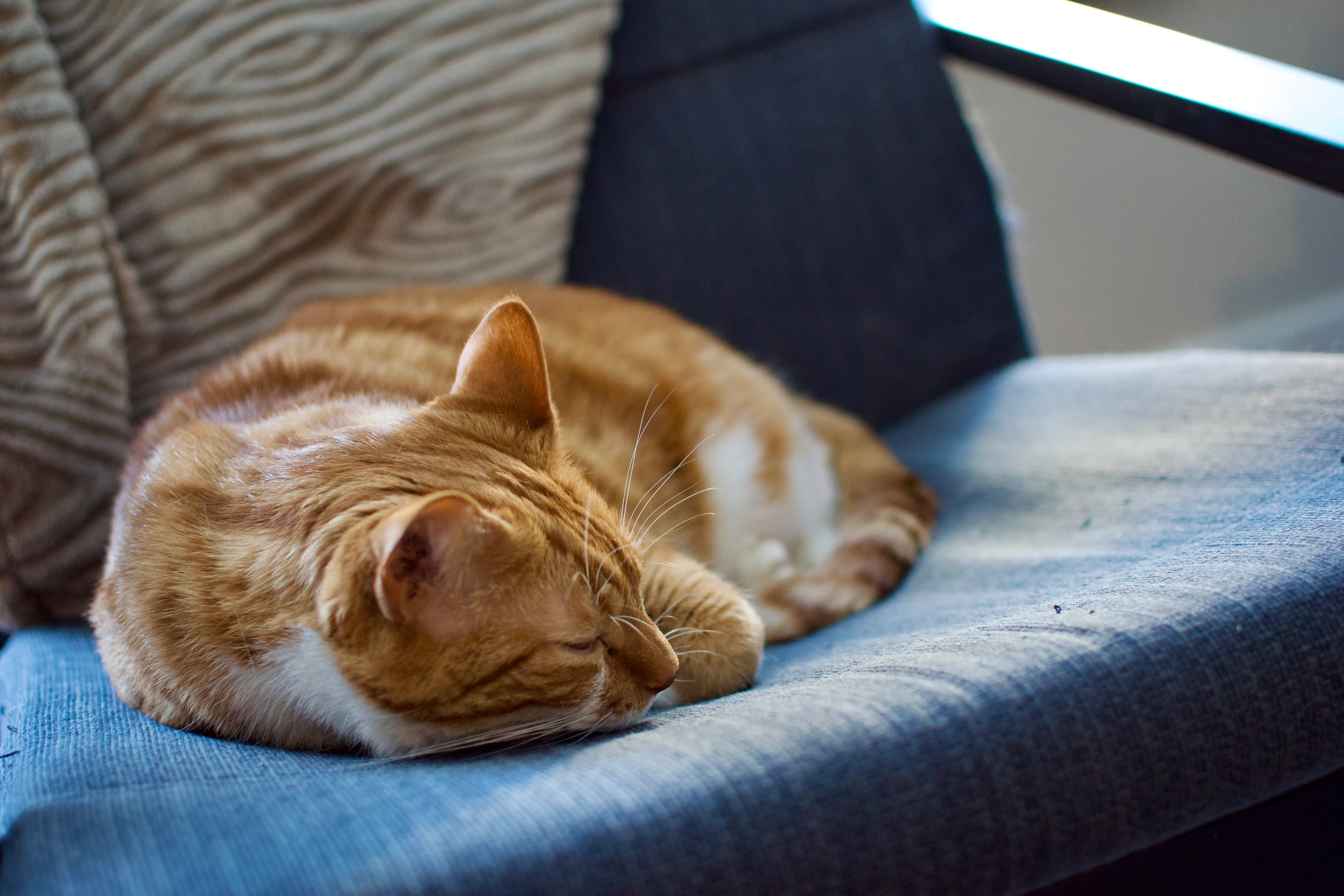 Diggy sleeps peacefully on his chair