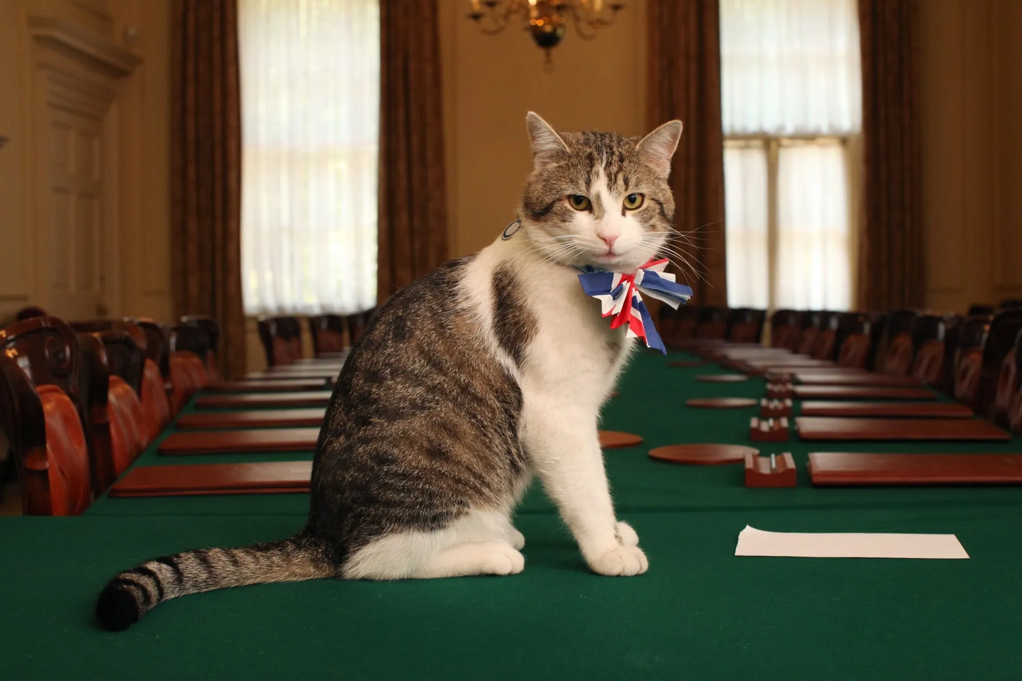 A tabby cat with a Union Jack bow tie sits on the Cabinet room table