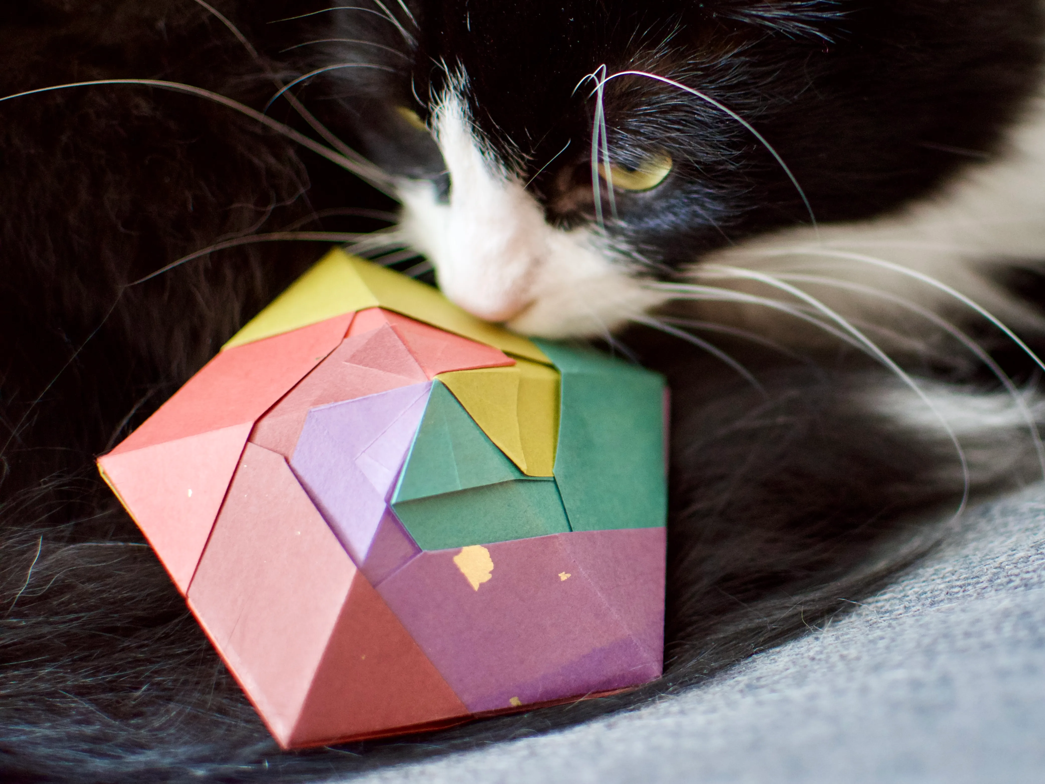 A black-and-white cat investigates an origami model made from five coloured papers folded into a spiral and meeting at the point of a pentagonal bipyramid