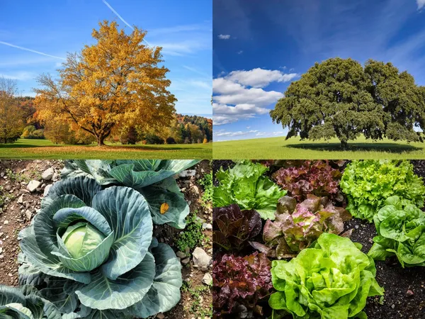 A two-by-two grid of plant photos. Clockwise from top left: a maple tree, a holly tree, a lettuce plant, and a cabbage plant