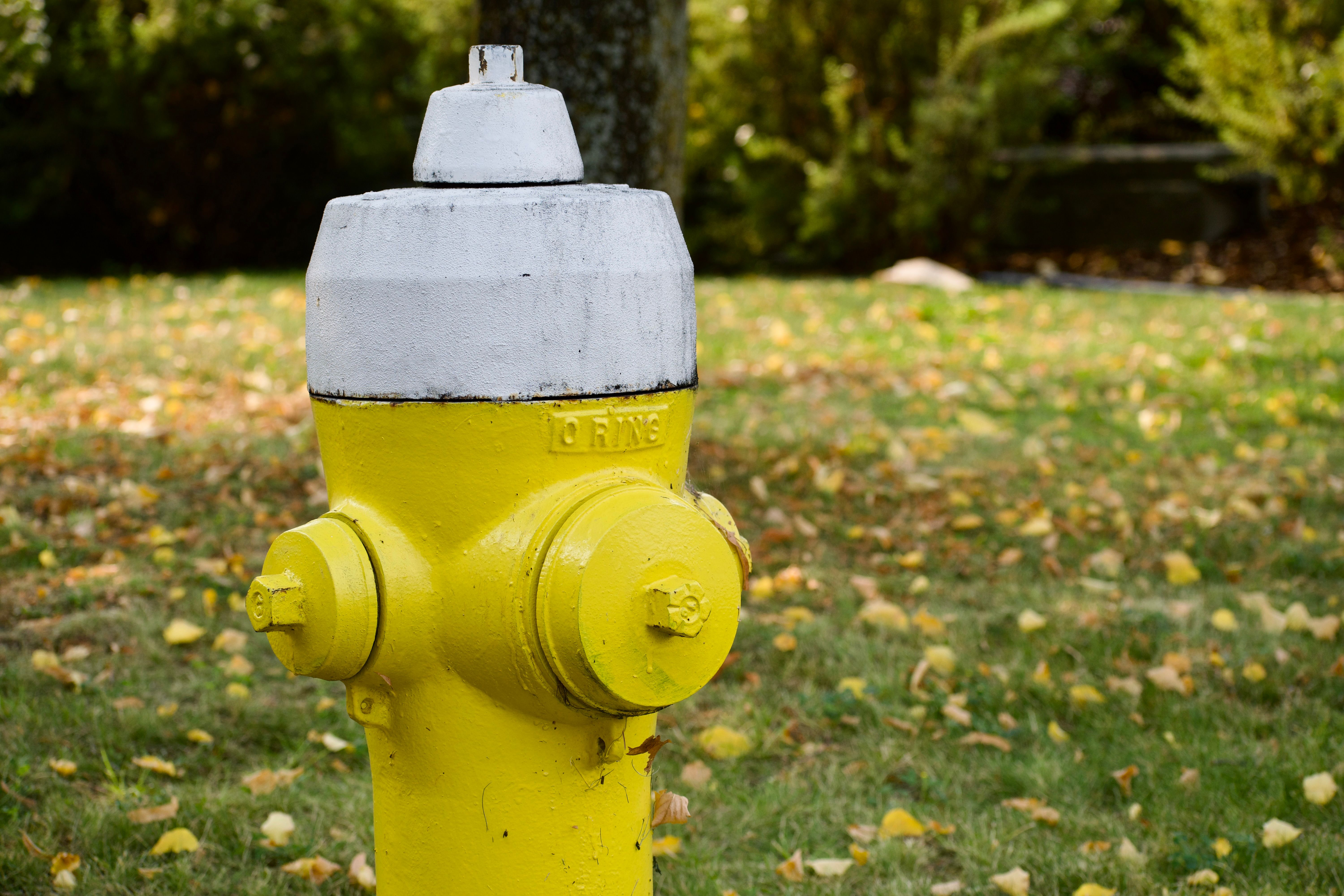 A yellow fire hydrant with a yellow cap on the front. It is surrounded by fallen leaves on grass.