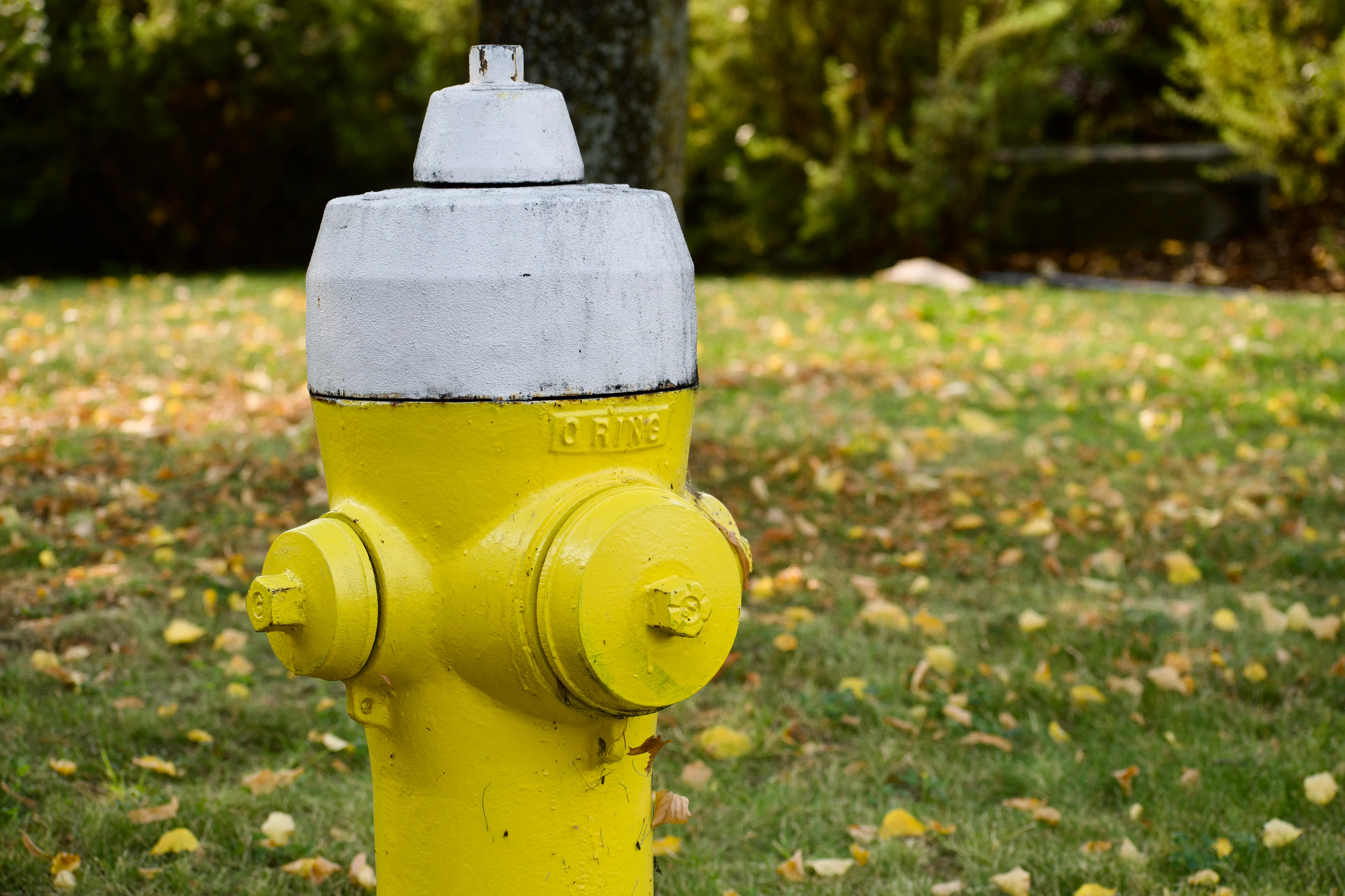 A yellow fire hydrant with a yellow cap on the front. It is surrounded by fallen leaves on grass.