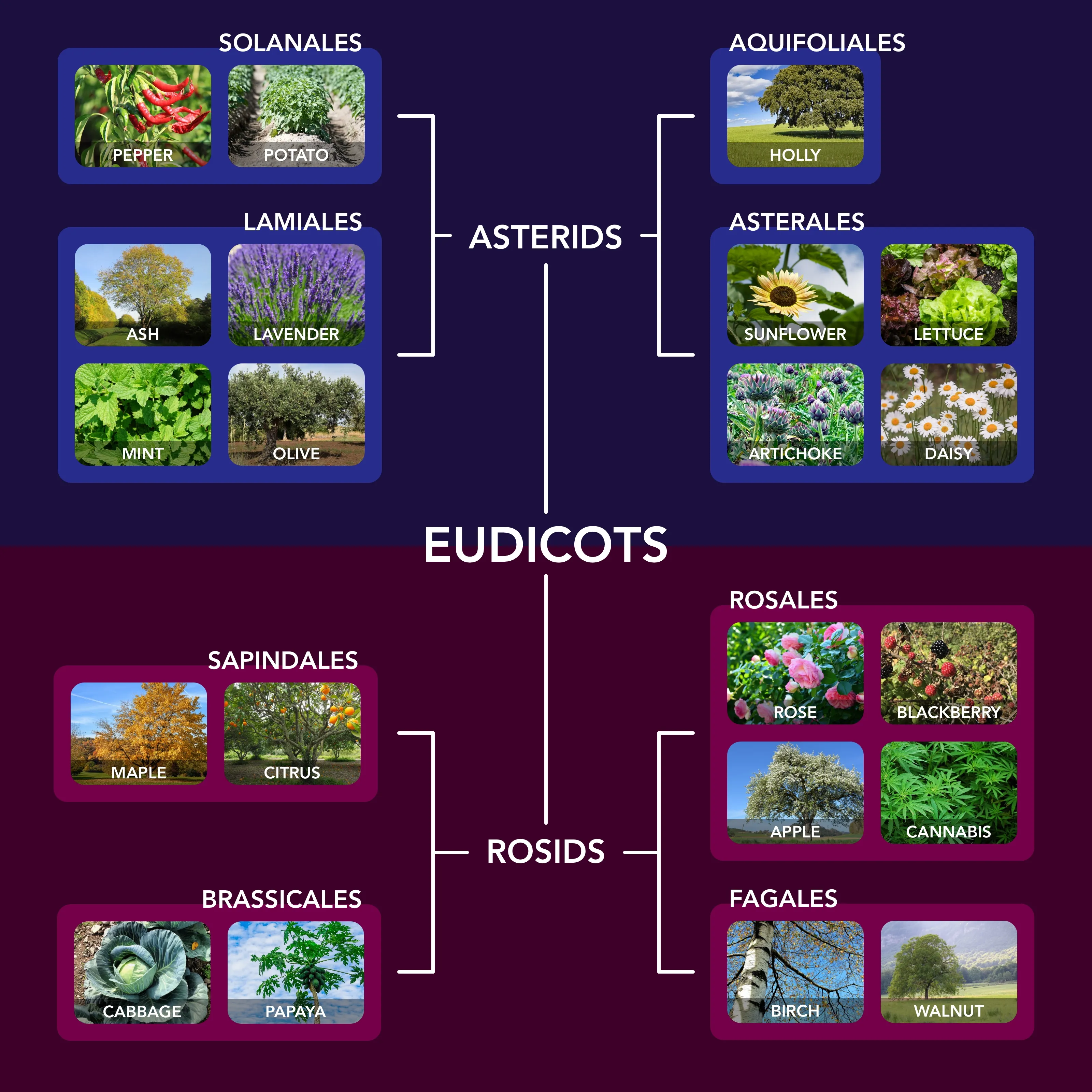 A family tree of various plants