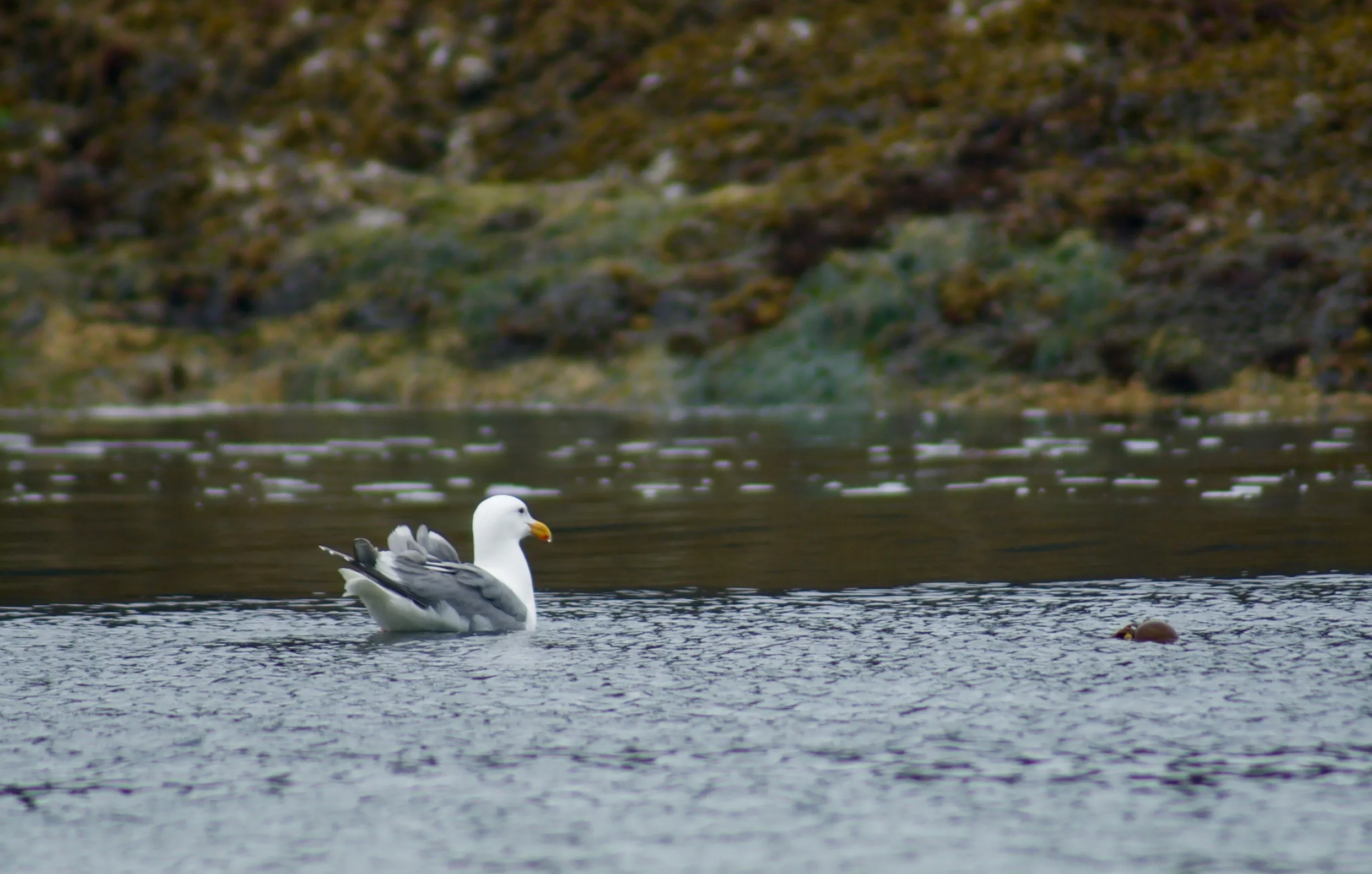A seagull floats on the water filling an intertidal zone. A wet, rocky surface is in the background.