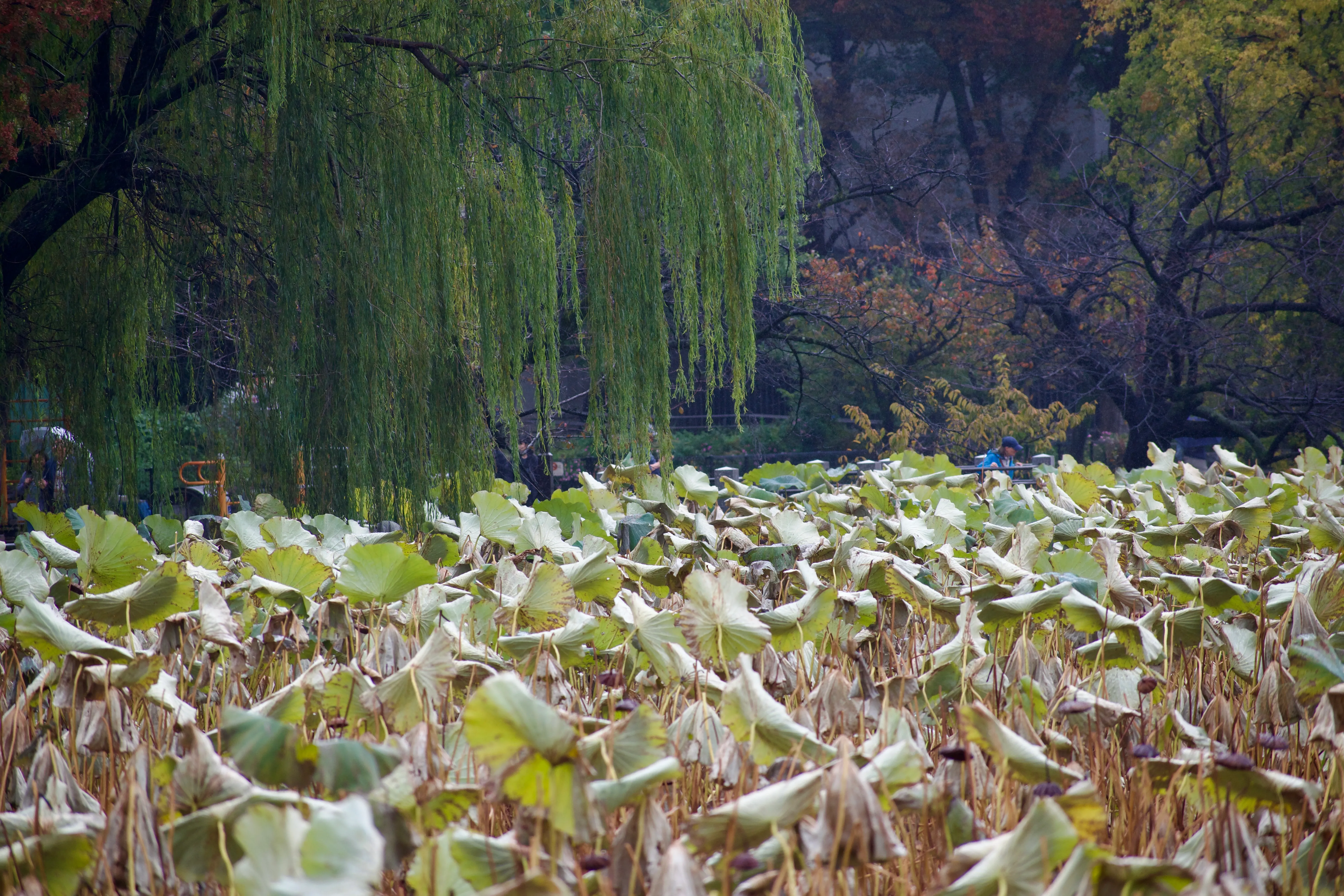 The browning leaves of dormant water lilies cover Shinobazu Pond. In the background, a willow and other trees stand in Ueno Park.