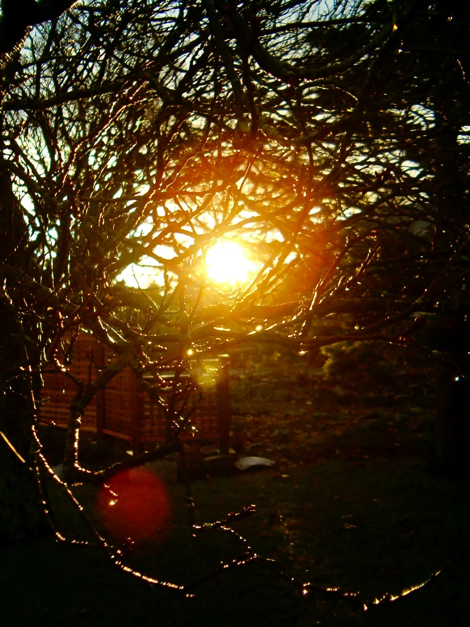 A sunrise viewed through the bare branches of a small tree