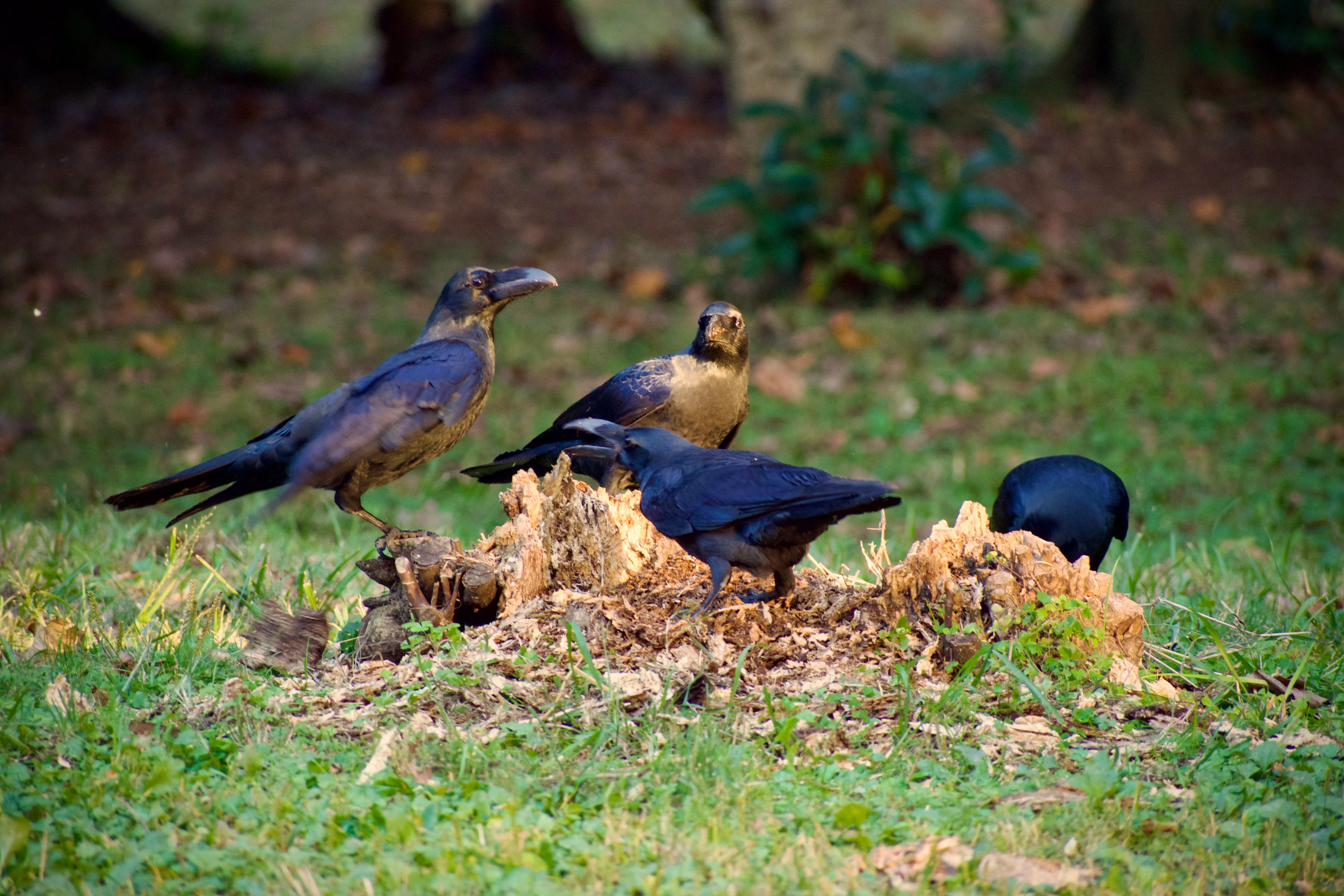 A group of large-billed crows surround and pick at a small tree stump