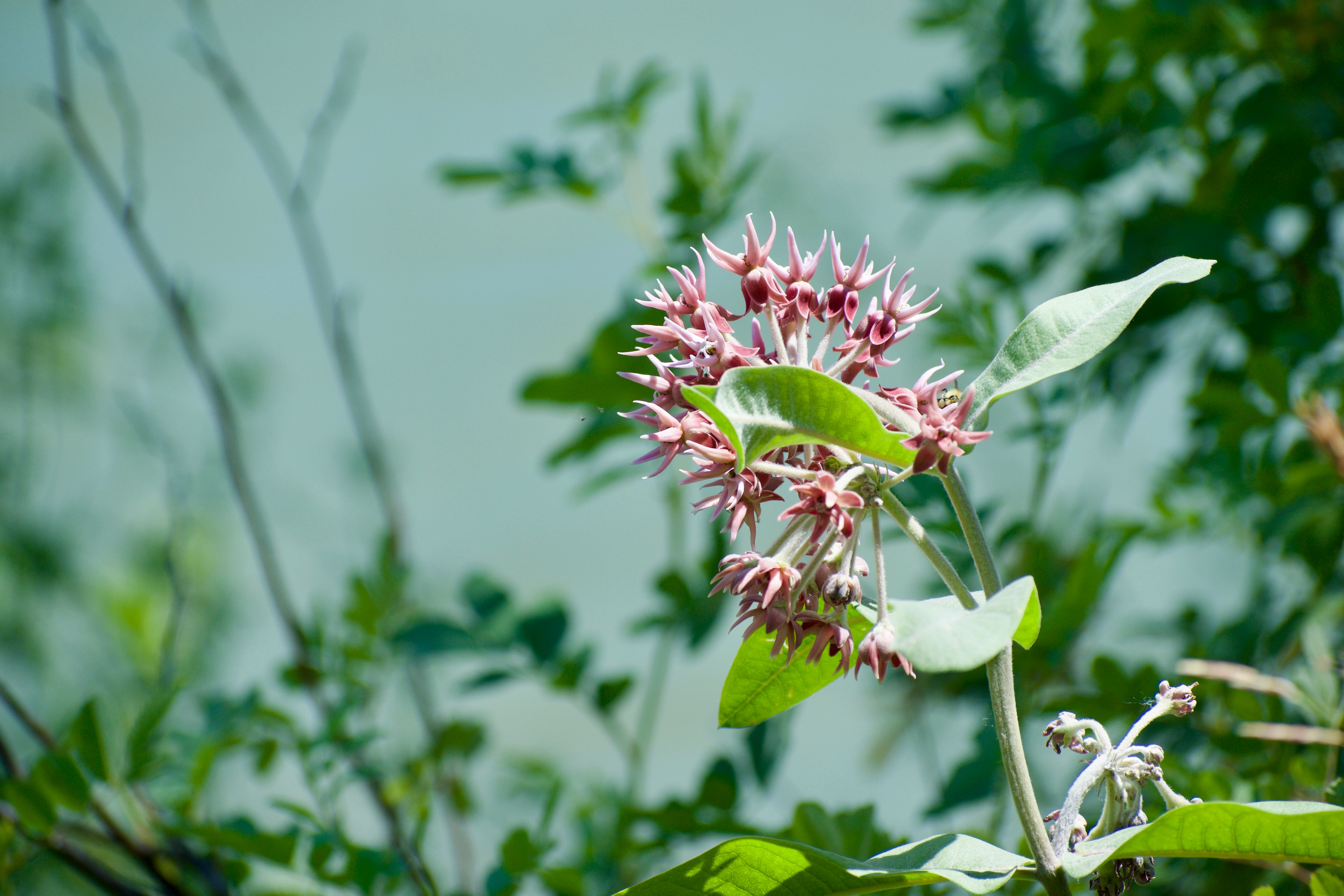 Pale pink spiky flowers bloom among green leaves