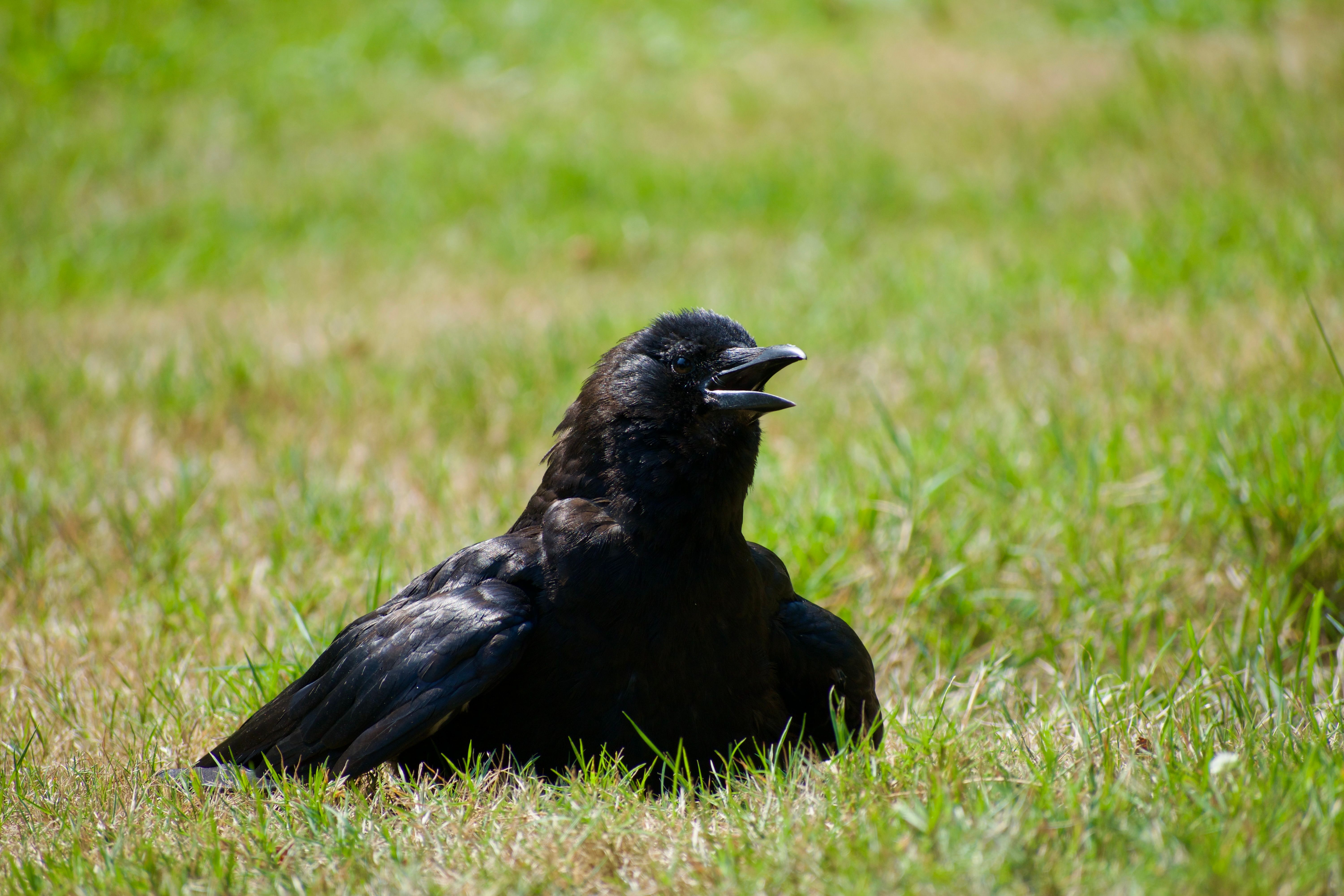 A crow with an open beak spreads its body on a grass lawn to sun itself.